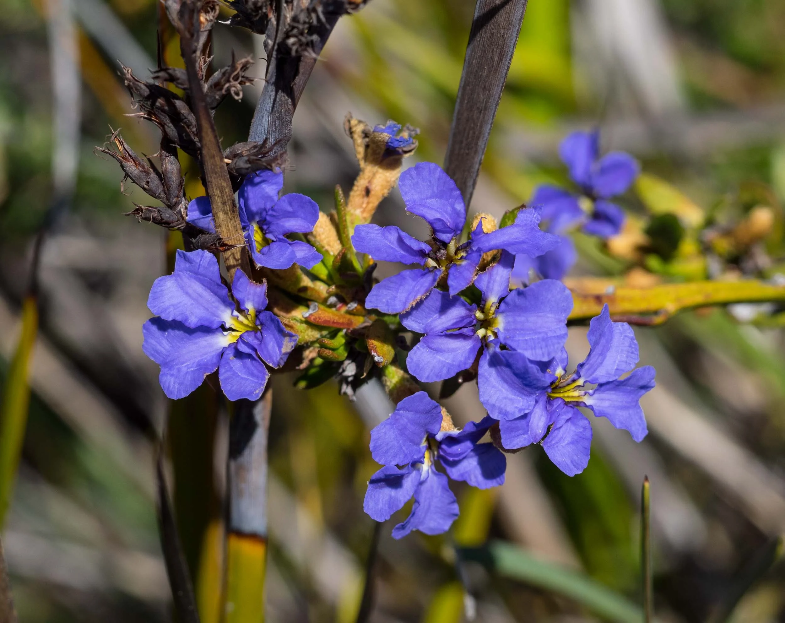 Blue Dampiera