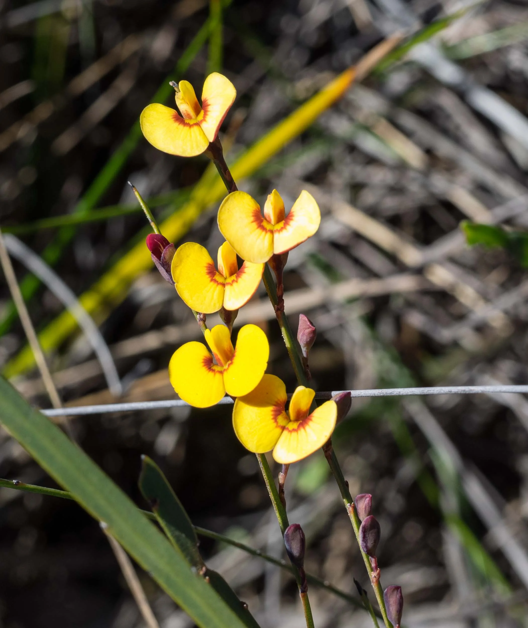 Leafless Bossiaea