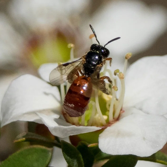 Note the flattened abdomen end
