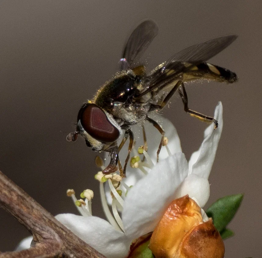 Hover Fly, Melangyna sp.– DIPTERA (Syrphidae)