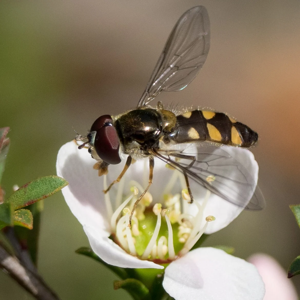 Hover Fly, Melangyna sp.– DIPTERA