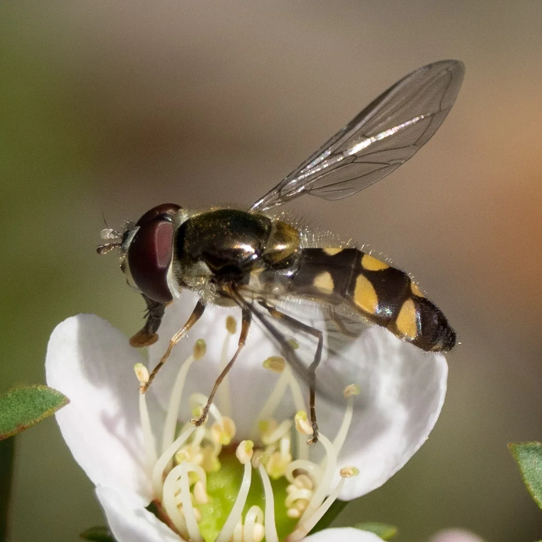 Hover Fly, Melangyna sp.– DIPTERA