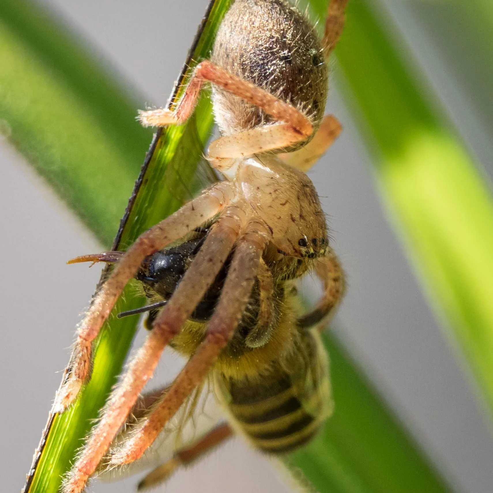 Huntsman with Honey Bee