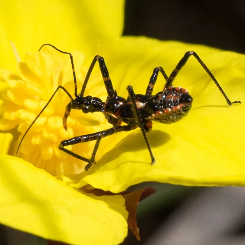 Assassin Bug – HEMIPTERA