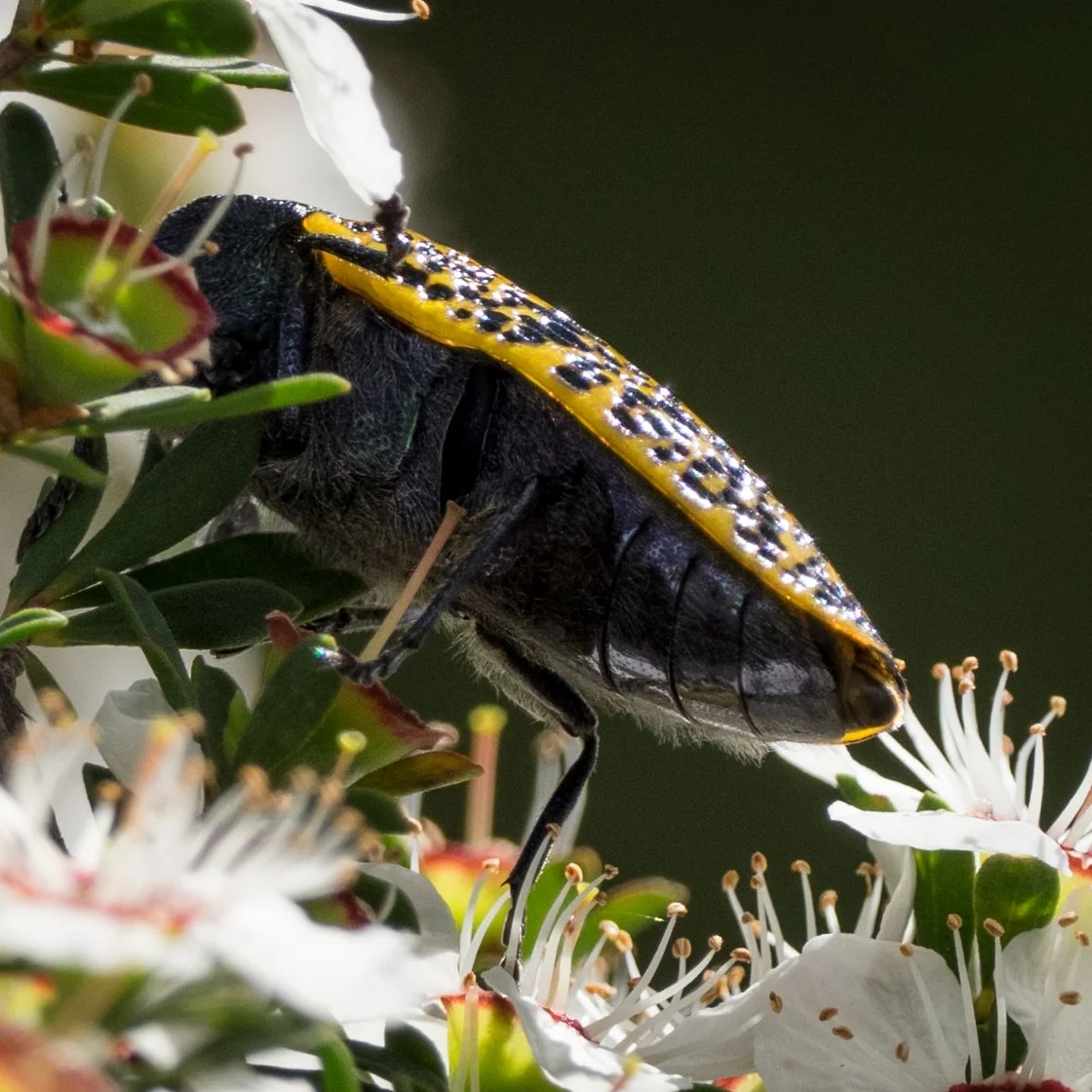 Jewel Beetle, Stigmodera – COLEOPTERA
