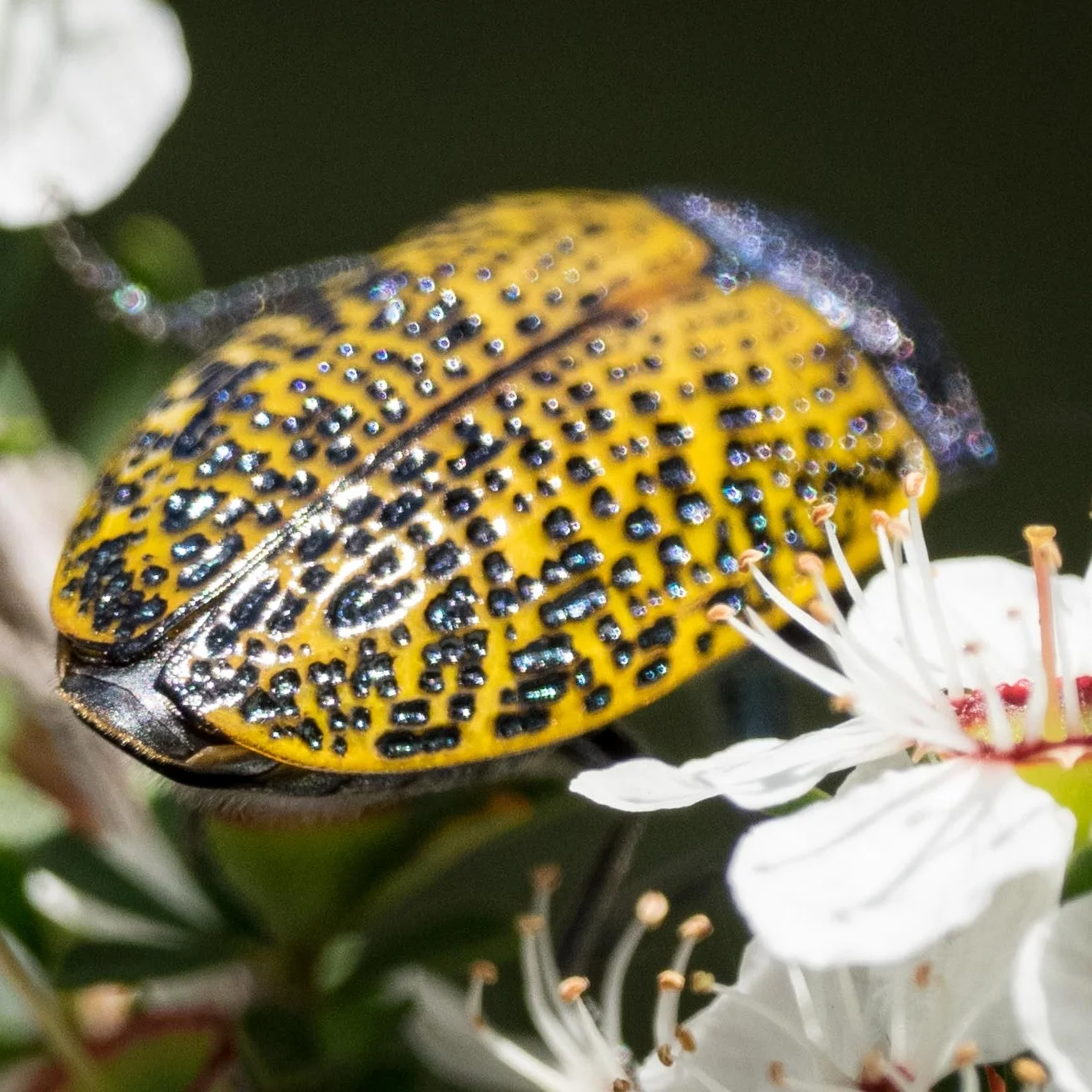 Jewel Beetle, Stigmodera – COLEOPTERA