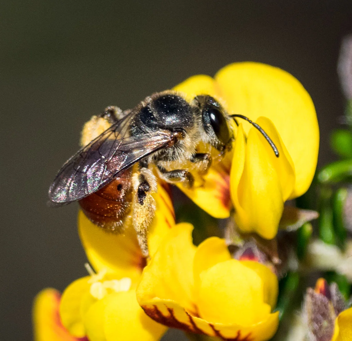 A native bee