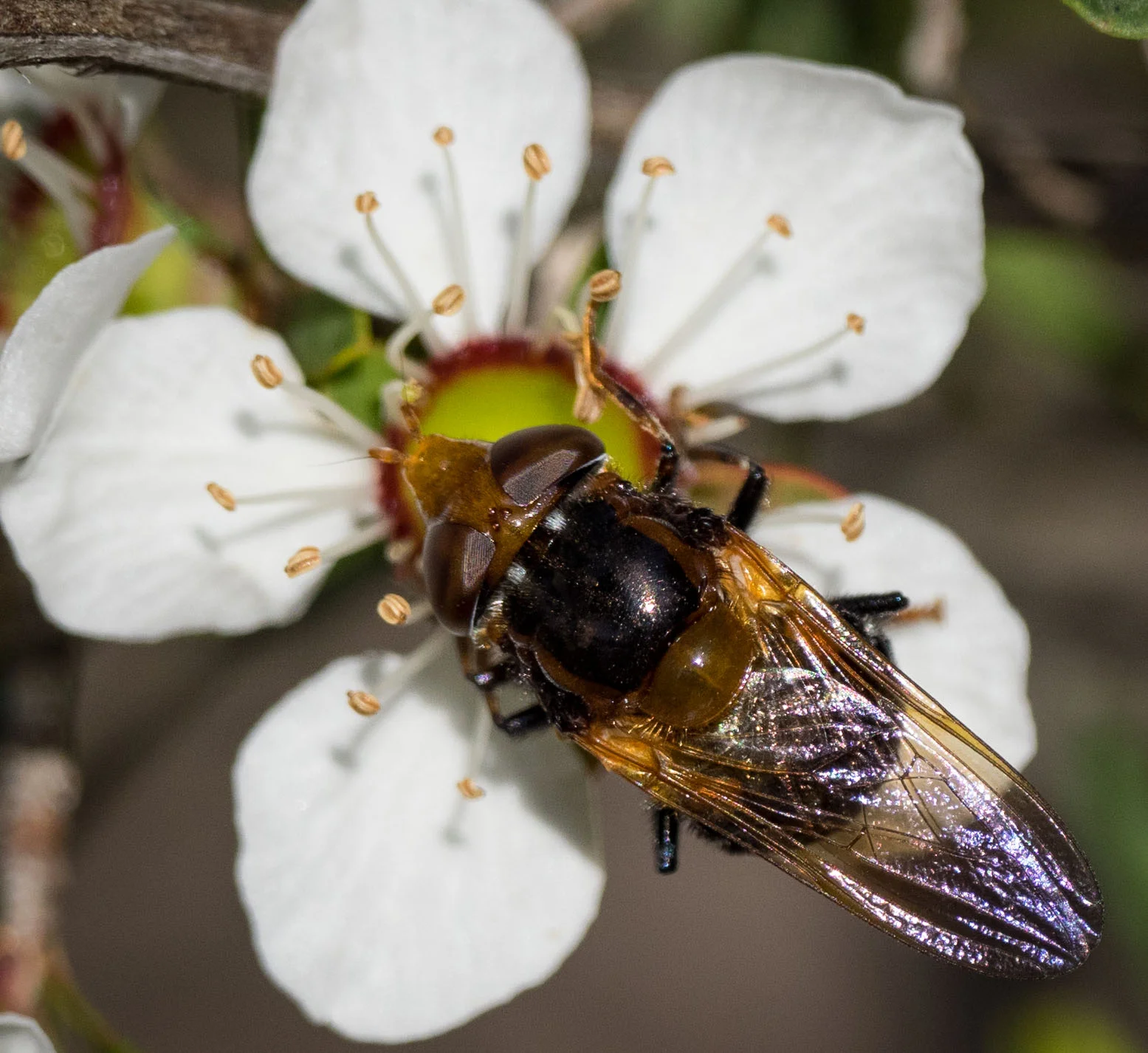 A different Hover Fly