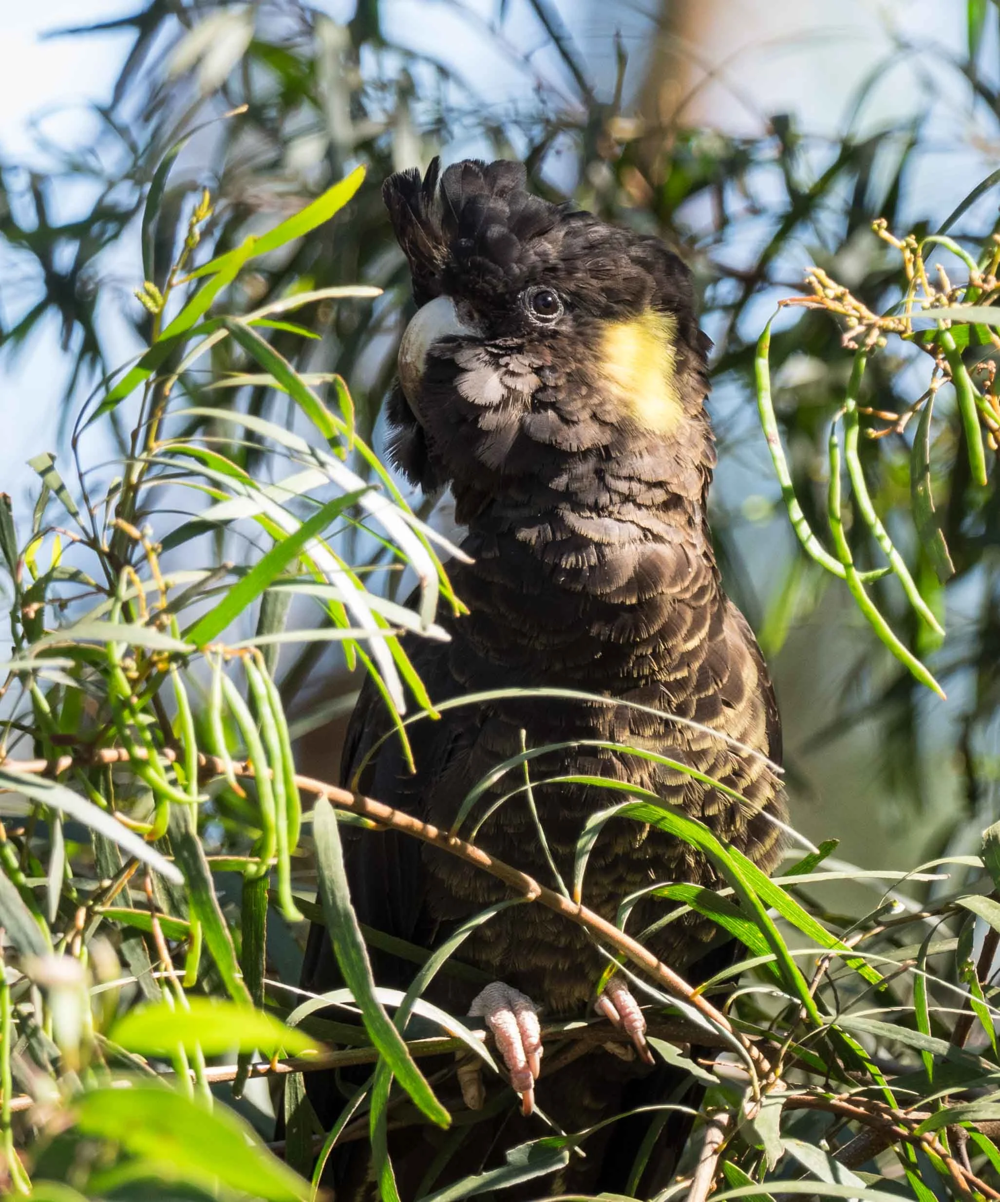 Yellow-tailed Black Cockatoo