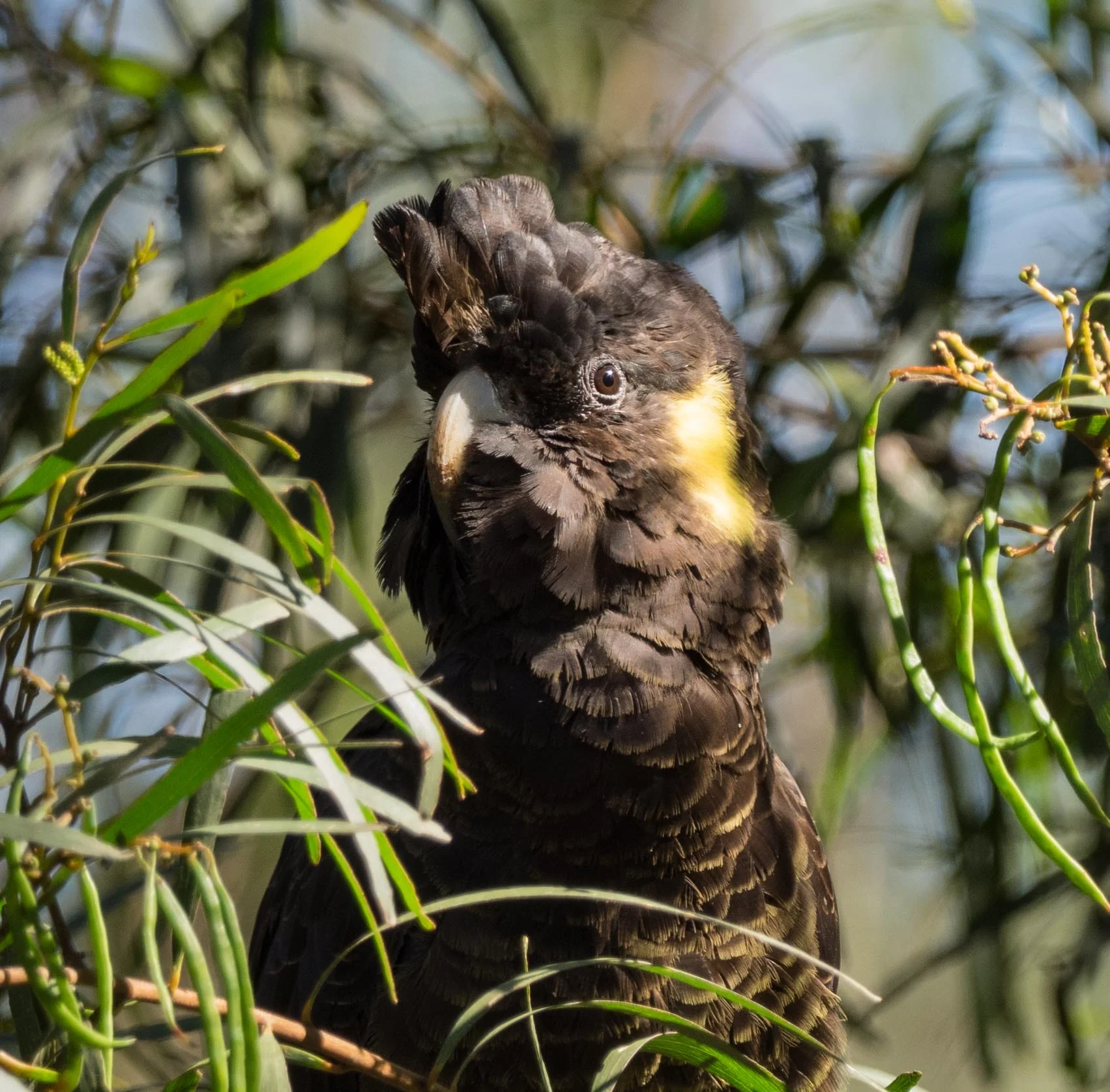 Yellow-tailed Black Cockatoo