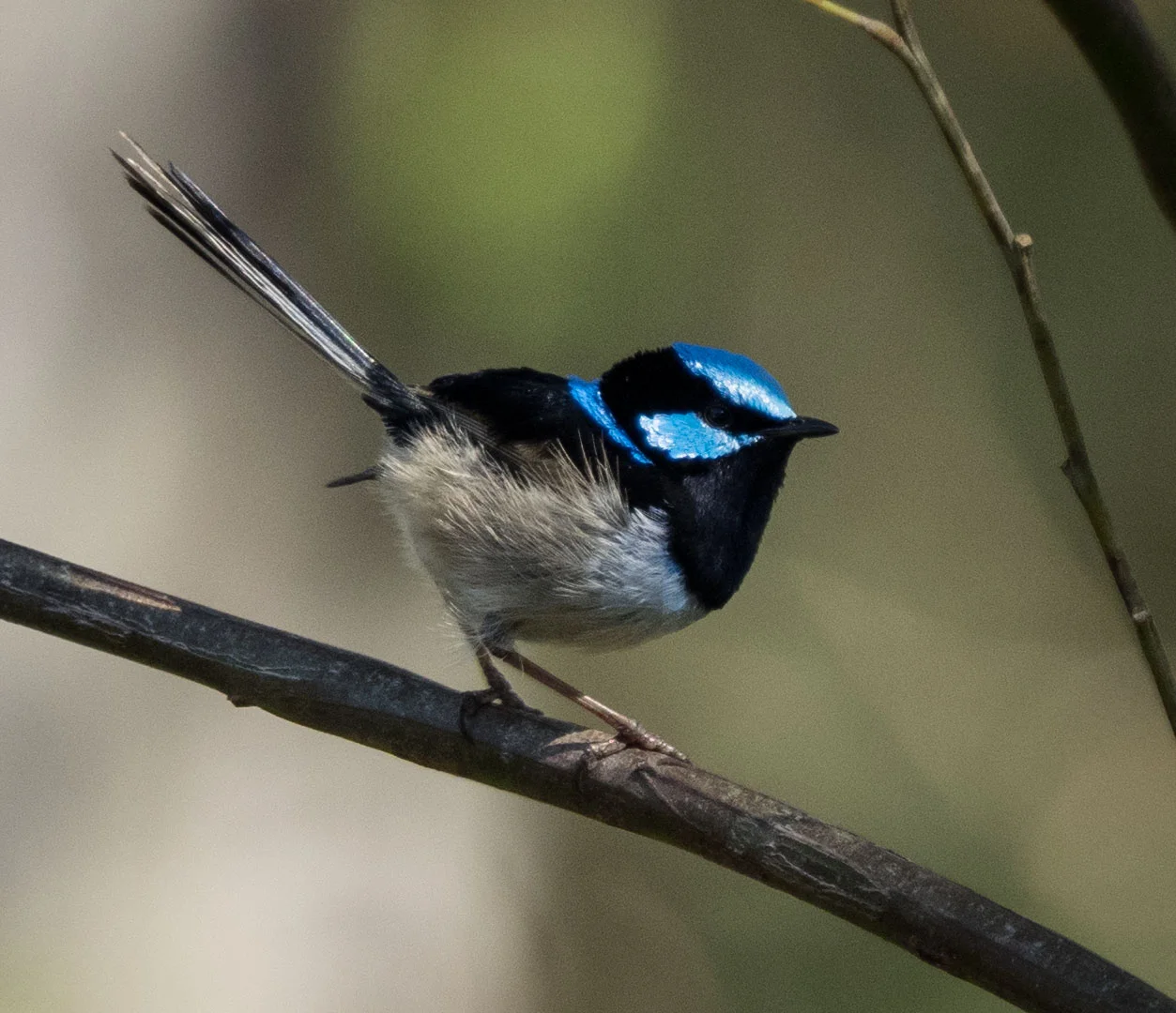 Superb Fairy-wren (male)