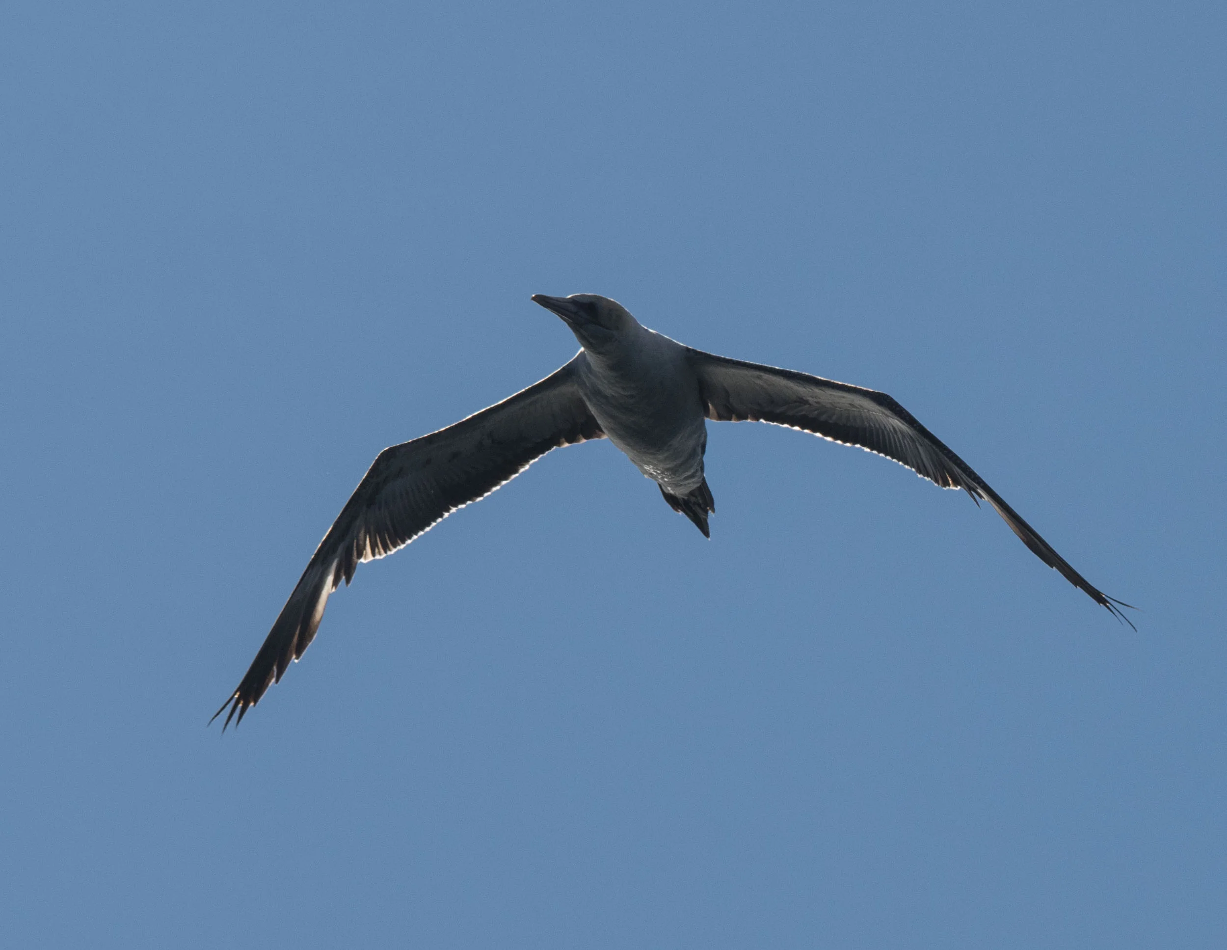 Australasian Gannet
