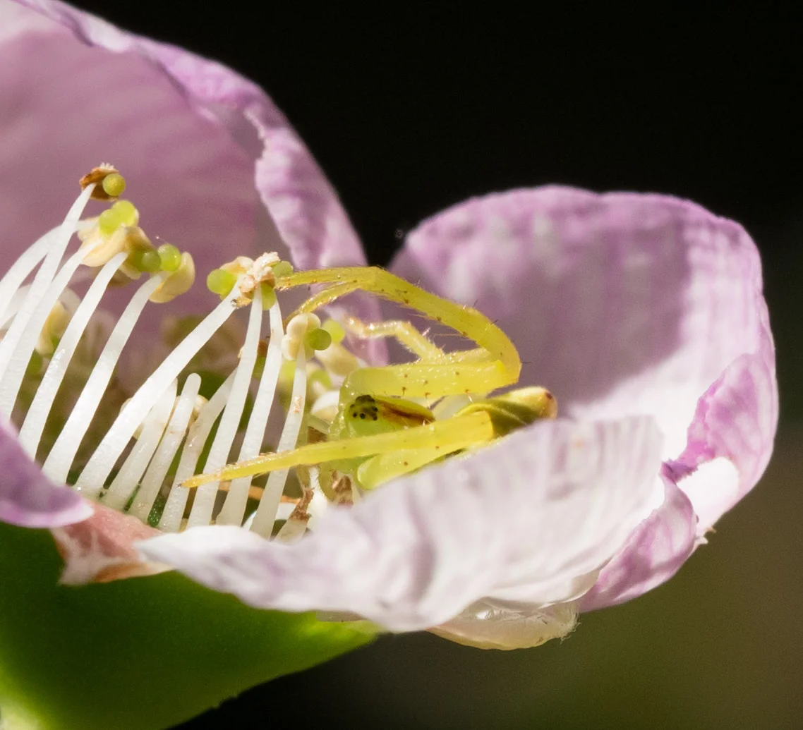 Sidymella rubrosignata (Red-tipped Crab Spider)