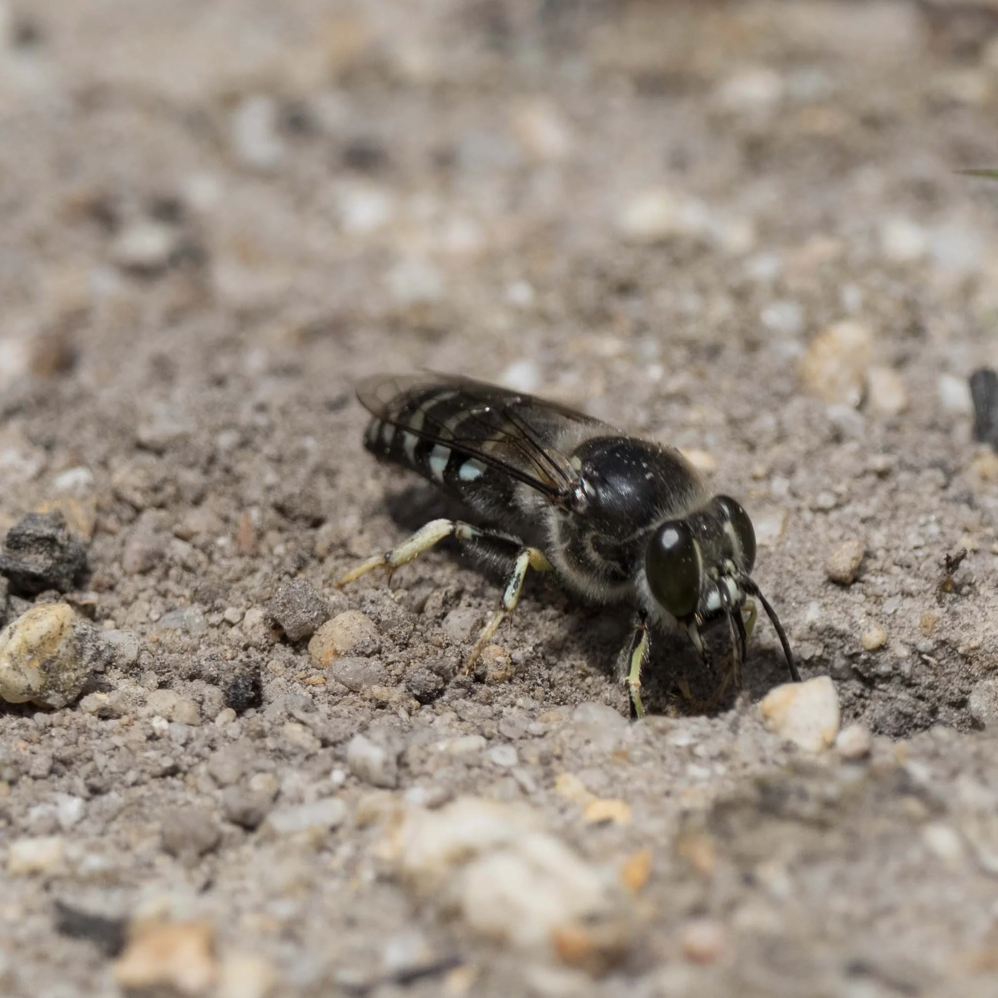 4: Wasp A, entering the burrow