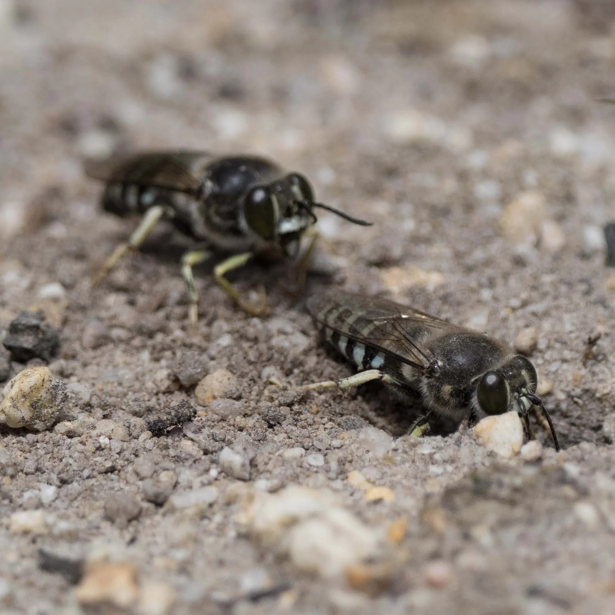 3: Wasp B, about to fly off