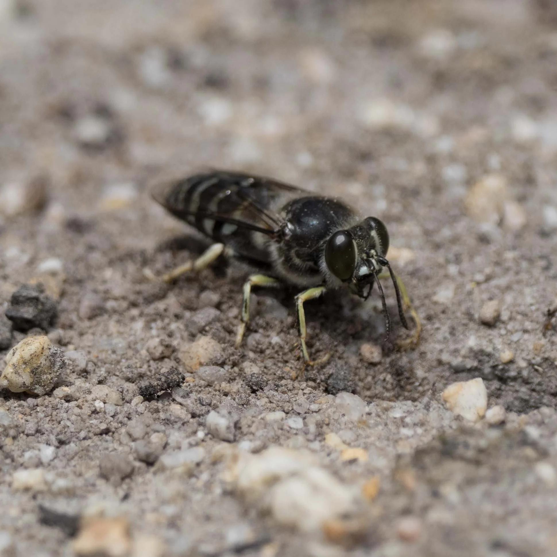 1: Wasp A, on guard (?)