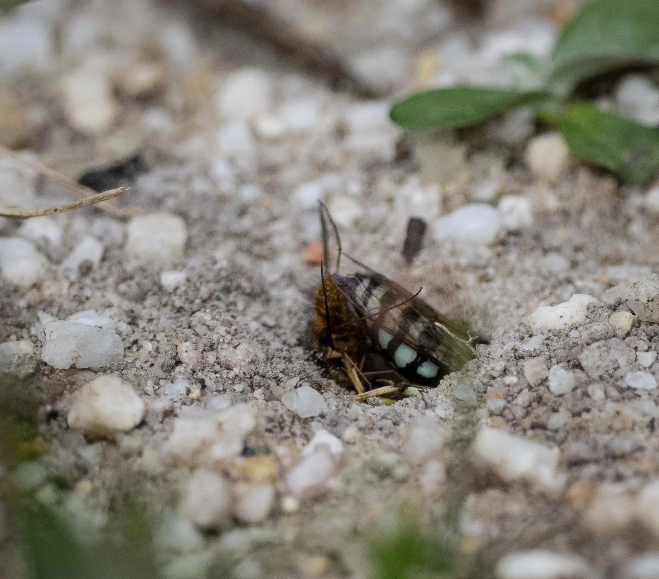 4: Shortly after this shot, the wasp re-emerged, kicked sand across the burrow opening, and flew off.