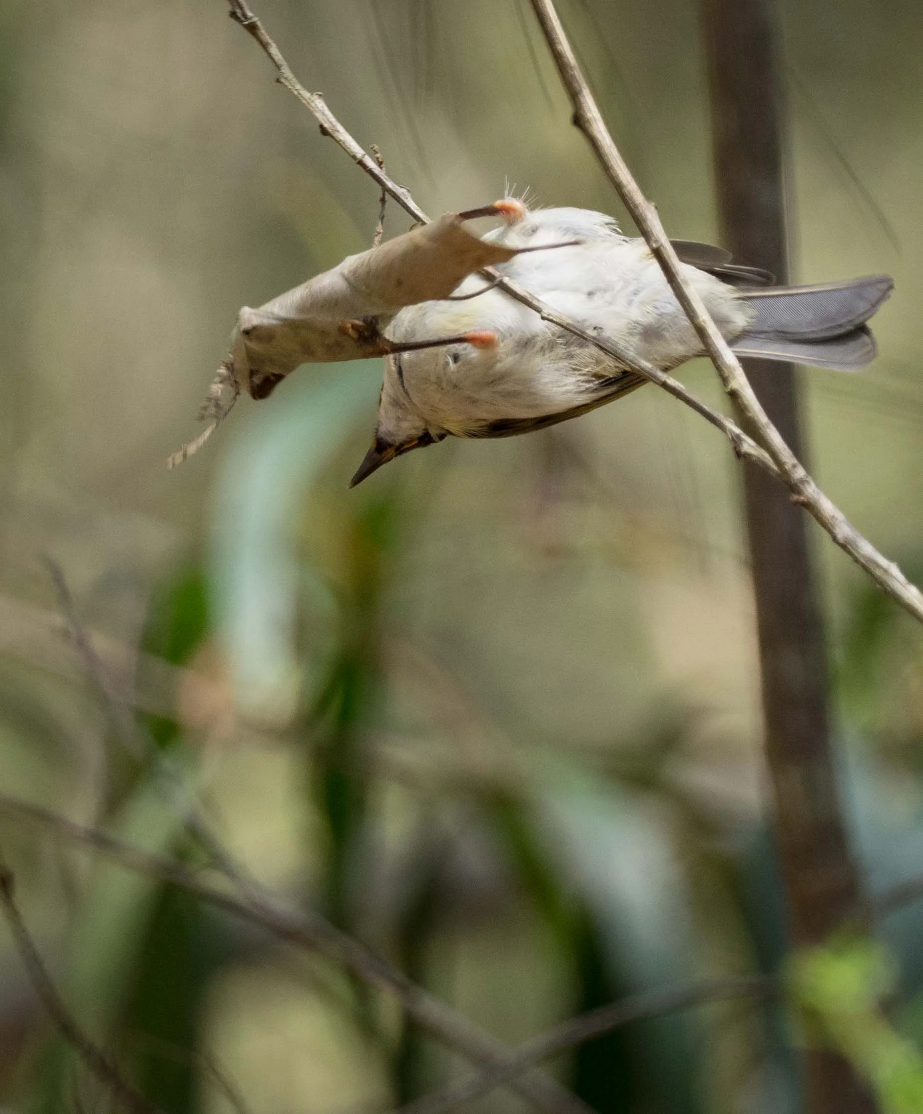 1. Note the leaf position