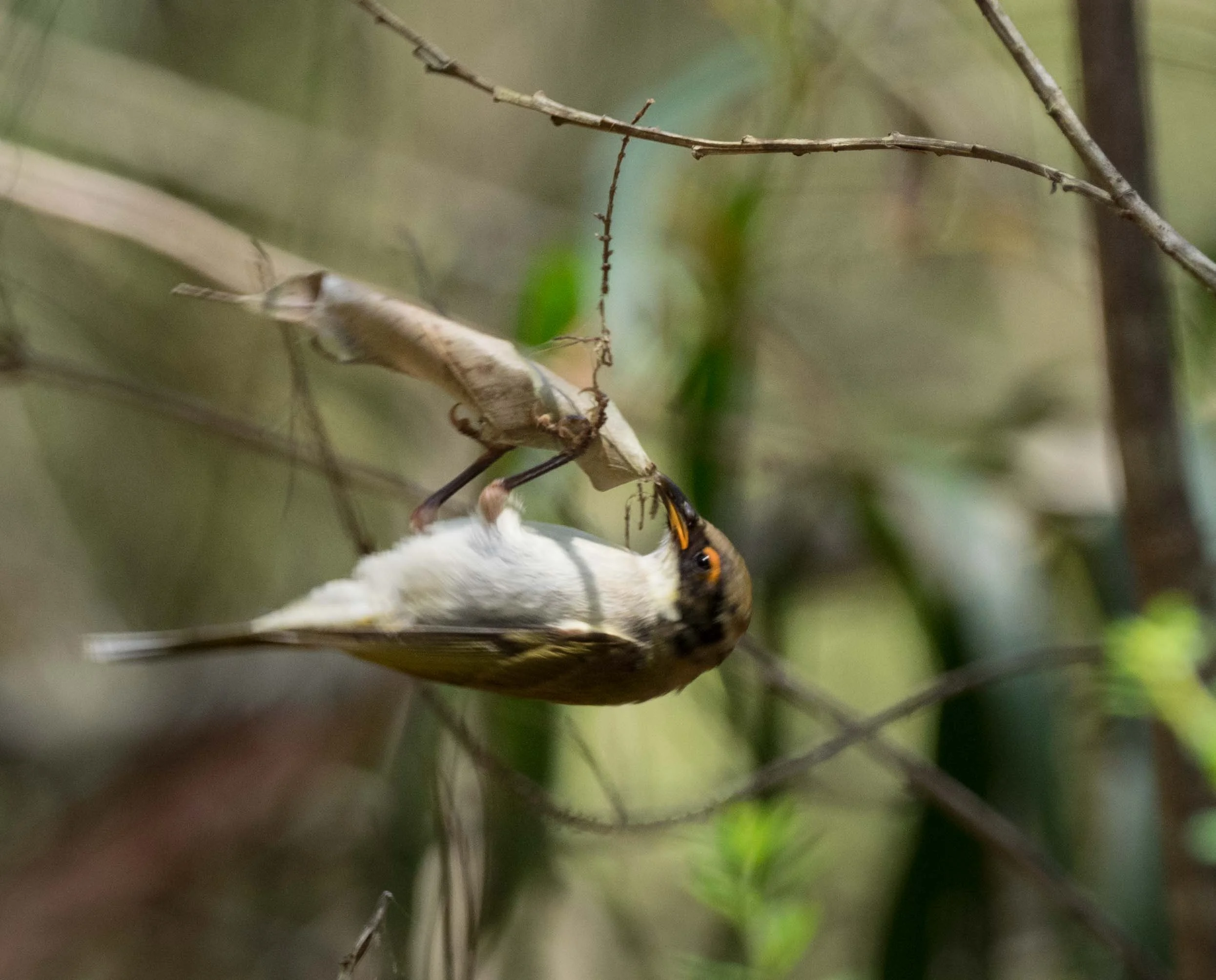 3. The web tears and the leaf - and bird! - drop