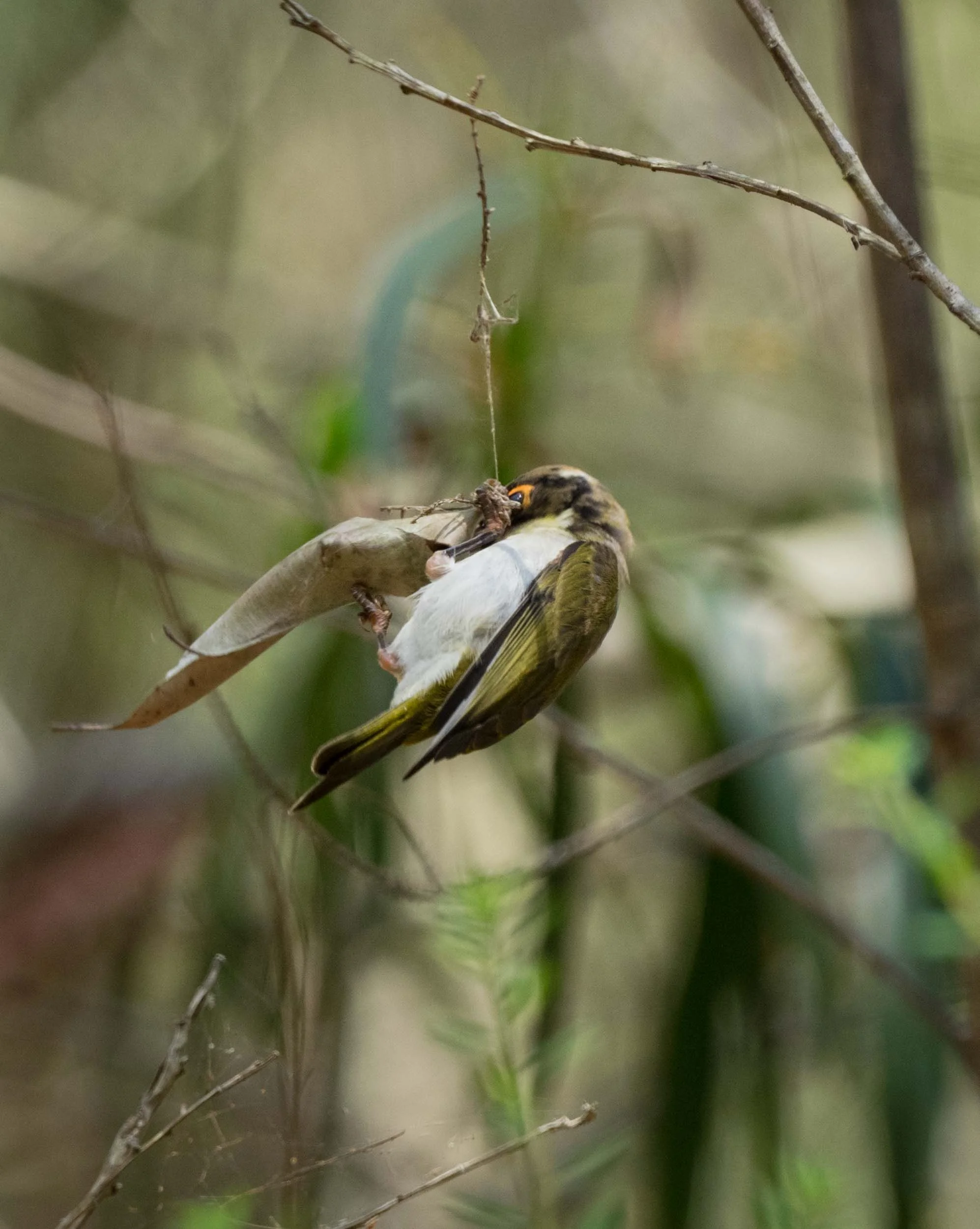 5. Note that the leaf is now suspended by a matted rope of silk ...