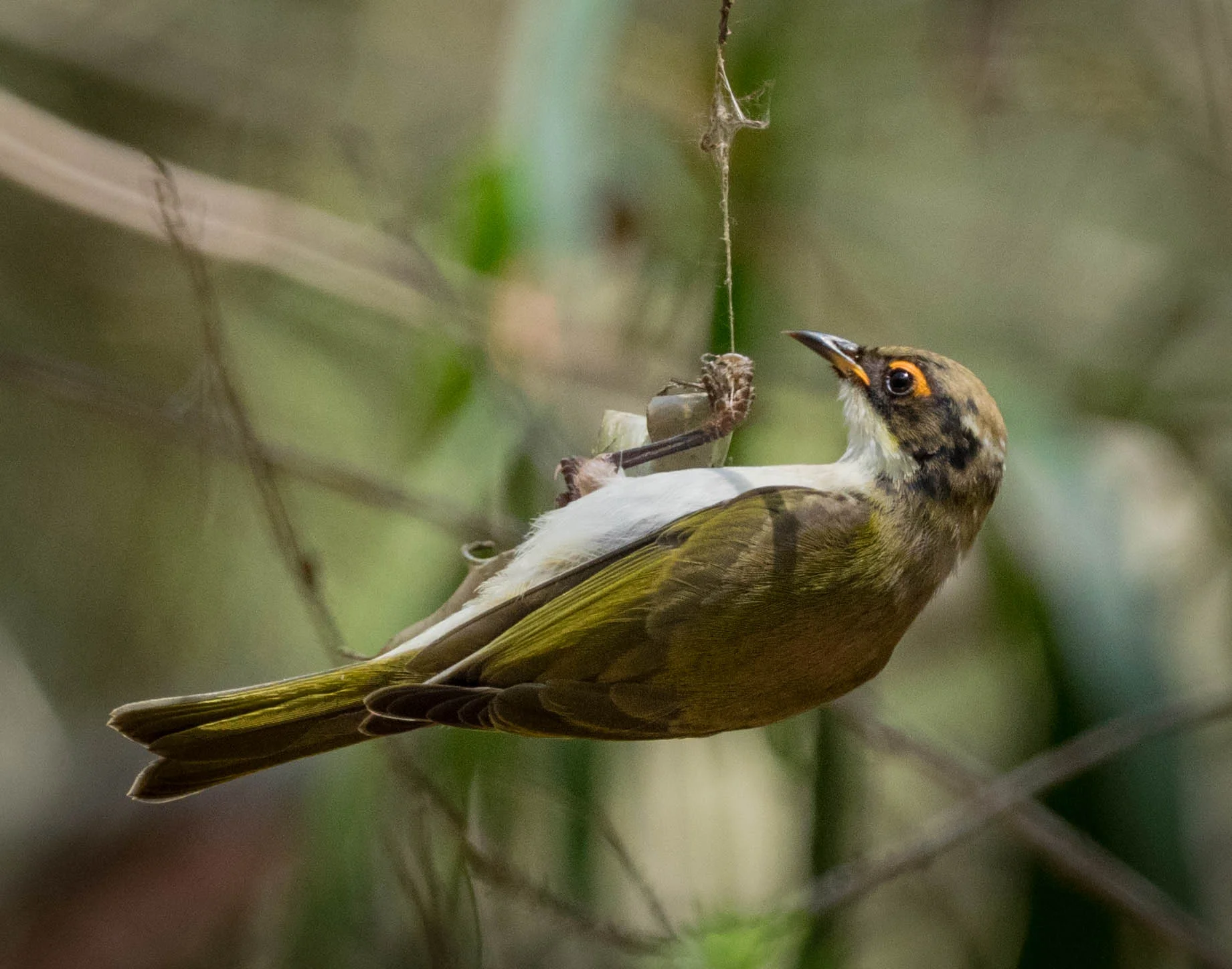 7. The bird eventually flew off, but I can't be sure it managed to get lunch. It is only a juvenile - yet to master this hunting strategy, perhaps.