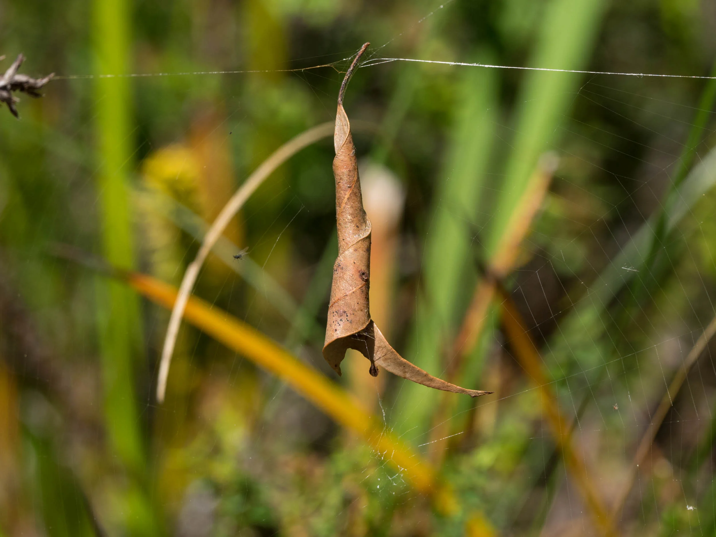 P1060245-2.jpg