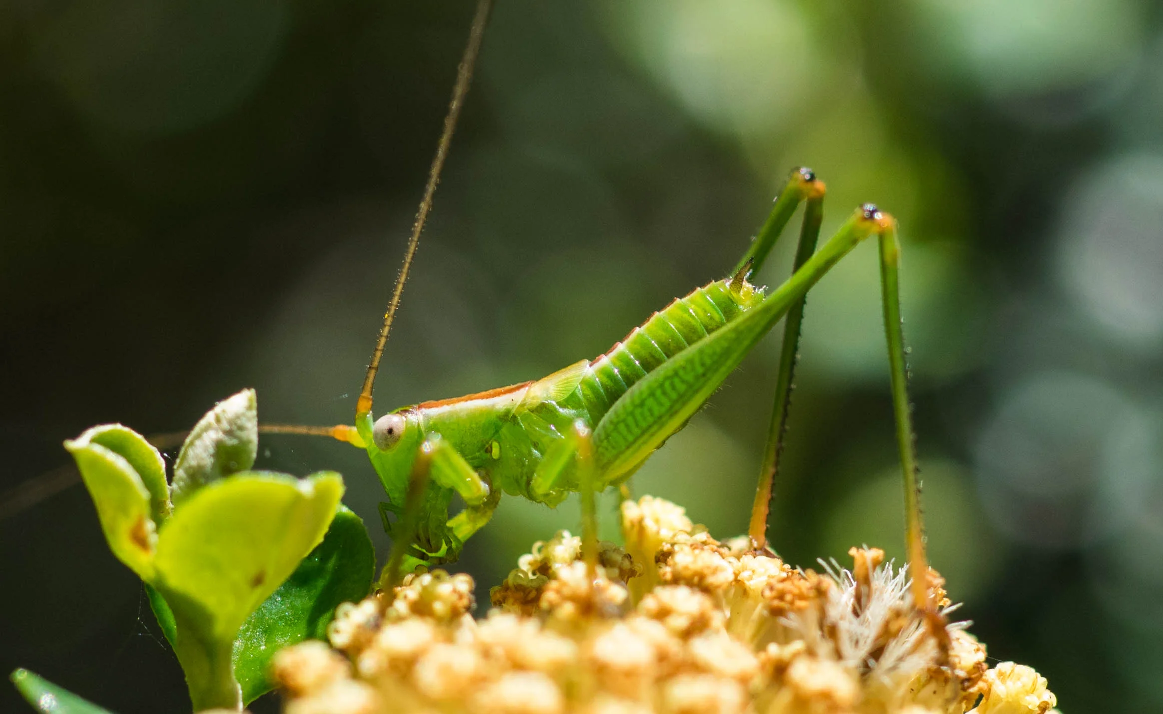 Late stage nymph, imaged late November, 2015