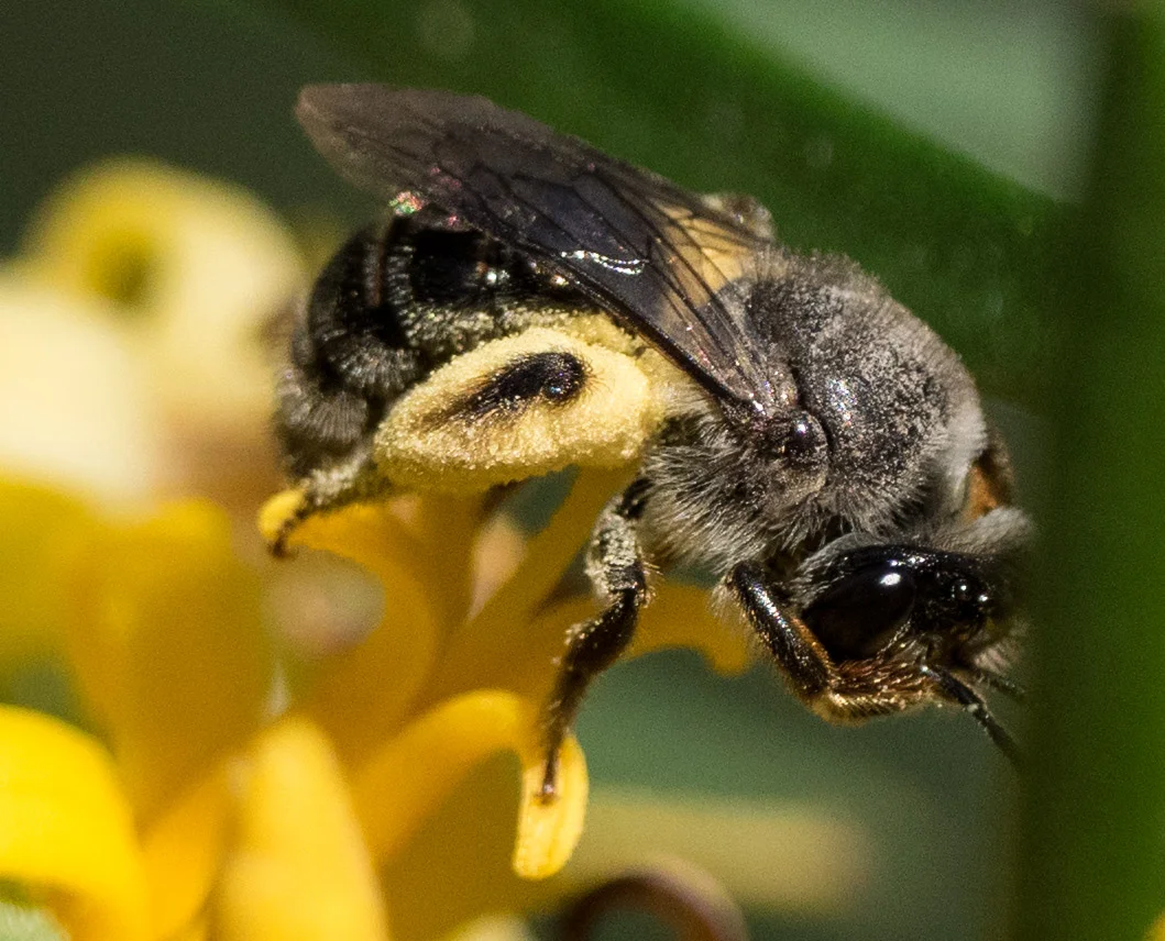 Step 5: The longest and thickest of the pollen-carrying hairs are on the tibia. The tibia is the part of the leg below the bee's 'knee'. The femur (above the 'knee') is also used to carry pollen, but not so much.