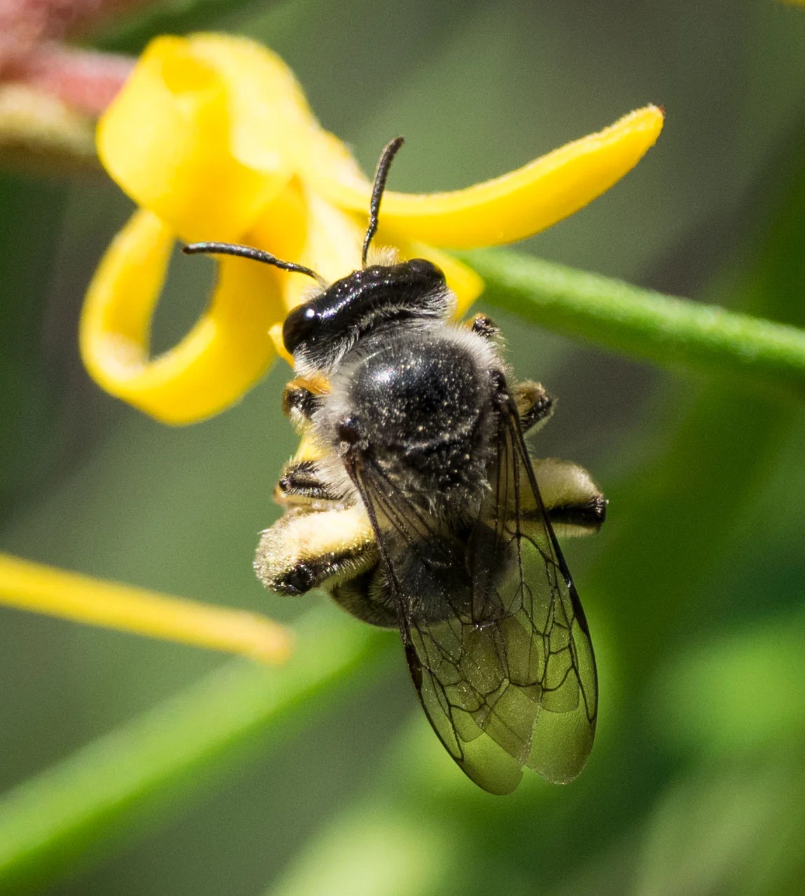 Step 6: The venation of the forewing is typical of the family Colletidae, and quite different to that seen in Halictidae. 