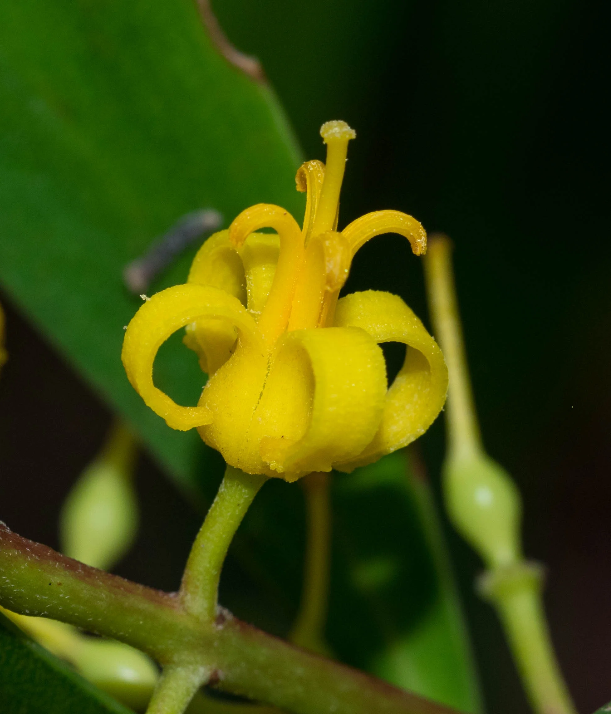 A Persoonia levis flower