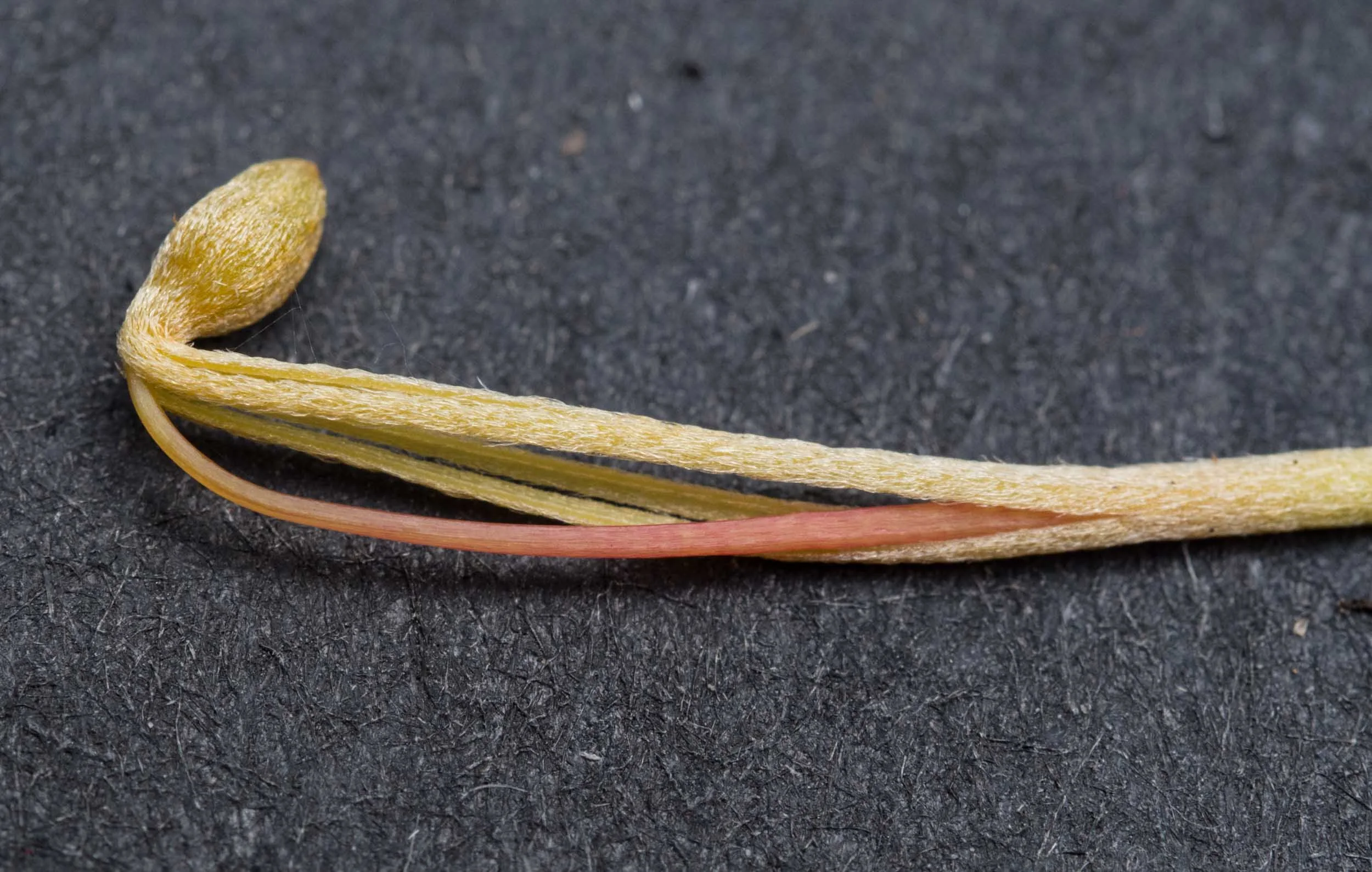 Style of a Banksia spinulosa flower looping out from and separating the bundle of tepals which initially enclosed it.