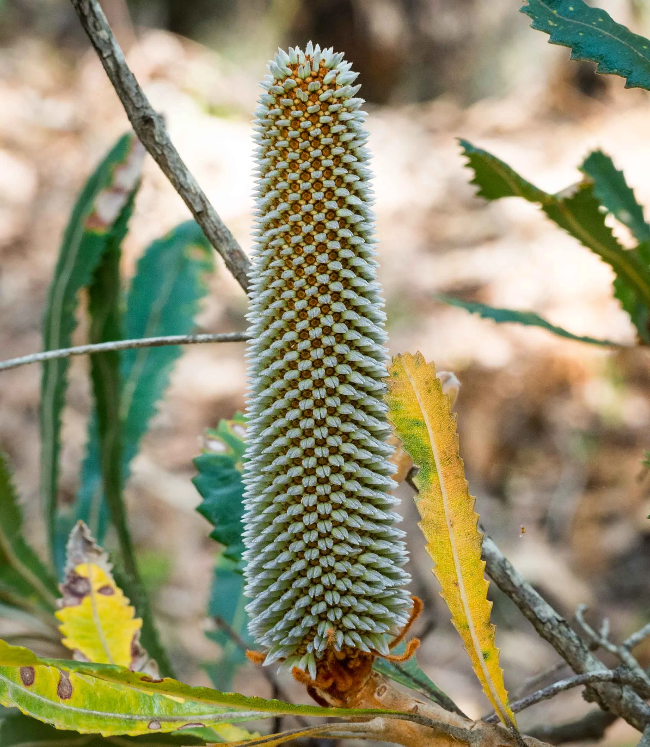 PB190099-2.jpg