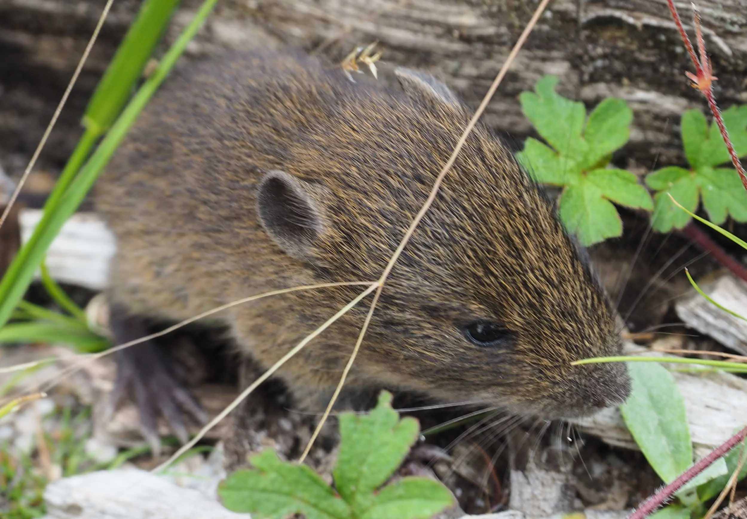 Swamp Rat