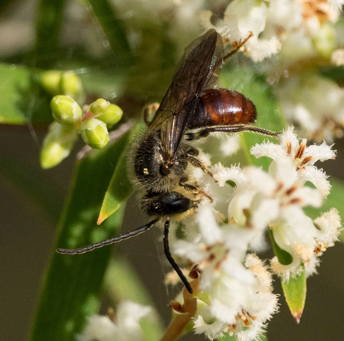 Leioproctus (Leioproctus) sp. (Family: Colletidae; sub-family: Leioproctus)