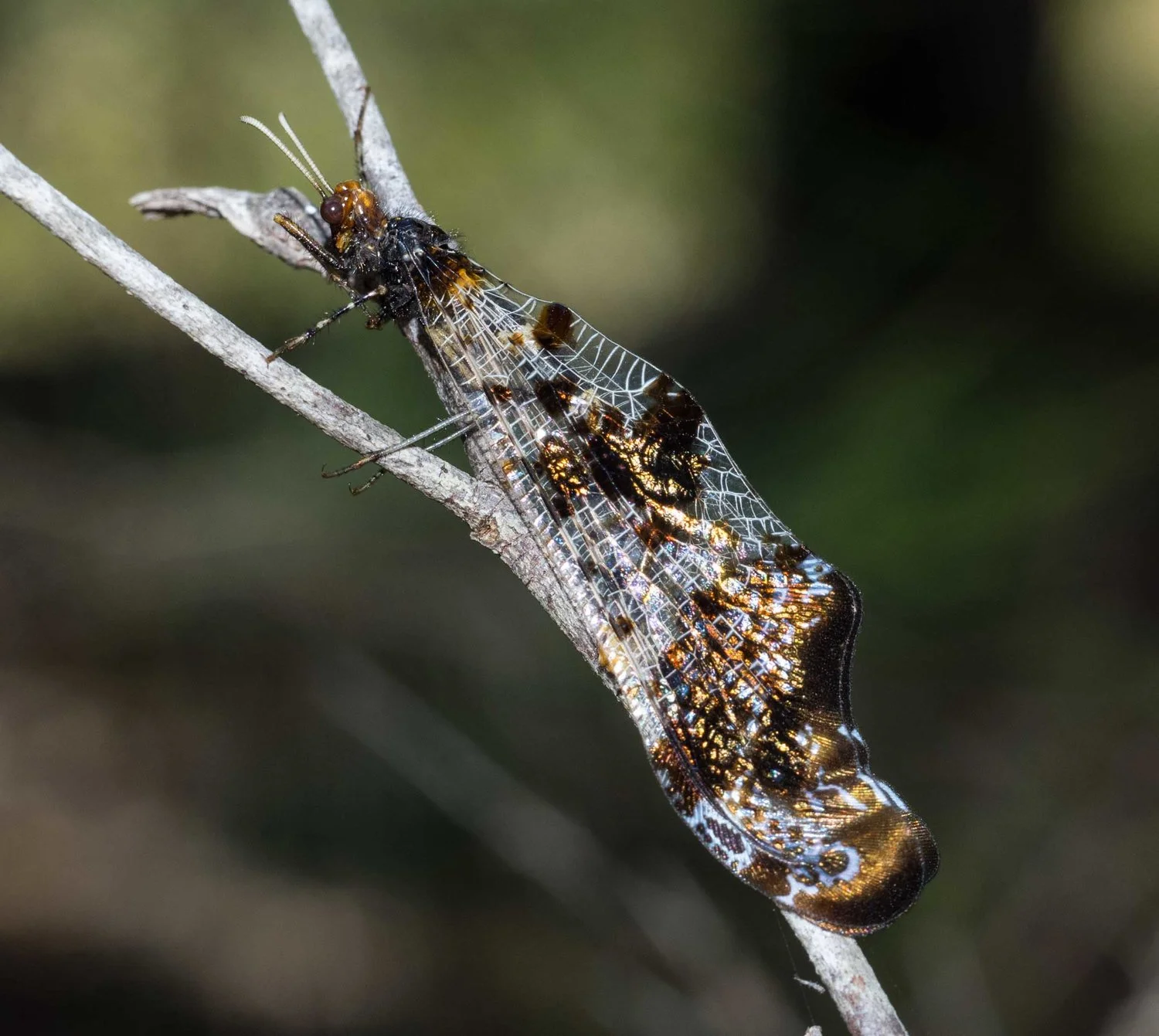 Angular-wing Lacewing