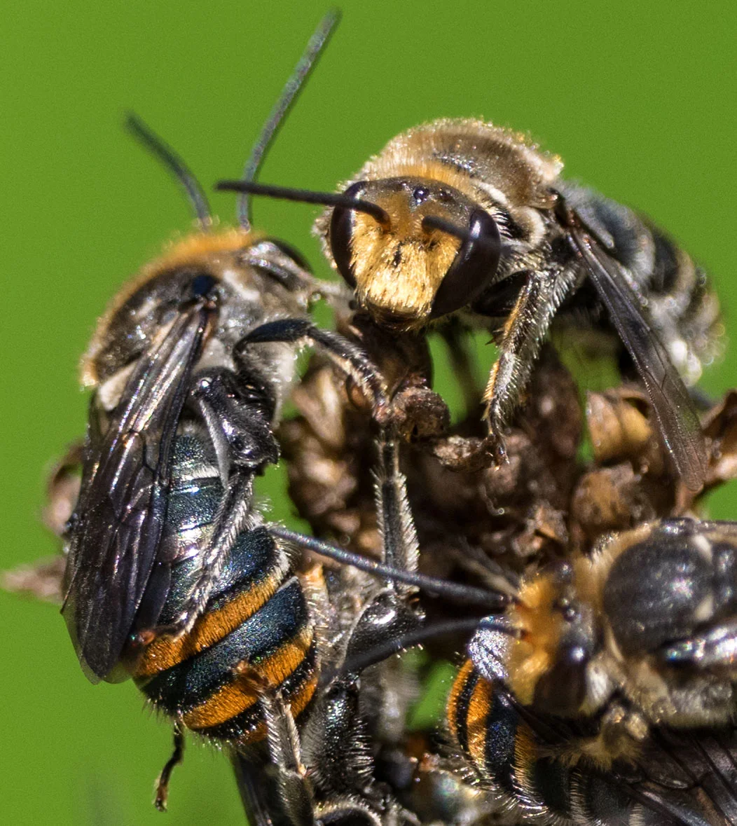 Lipotriches (Austronomia) australica