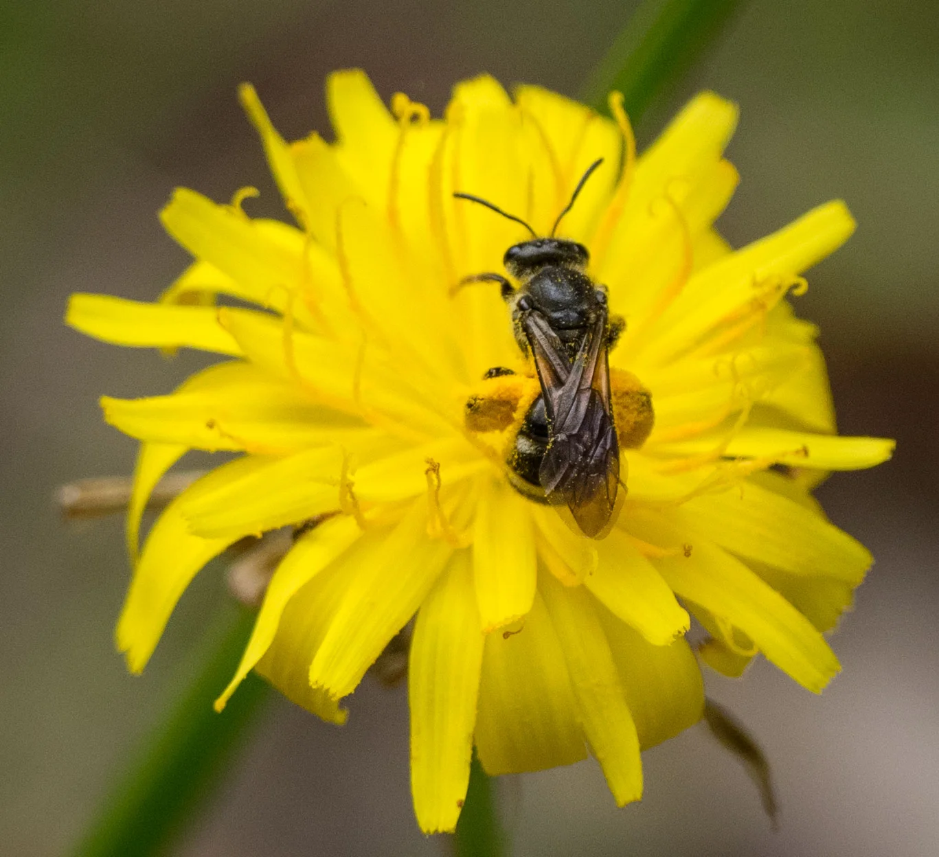 Bee 1 = small (p ossibly Lassioglossum sp. - Family: Halictidae)