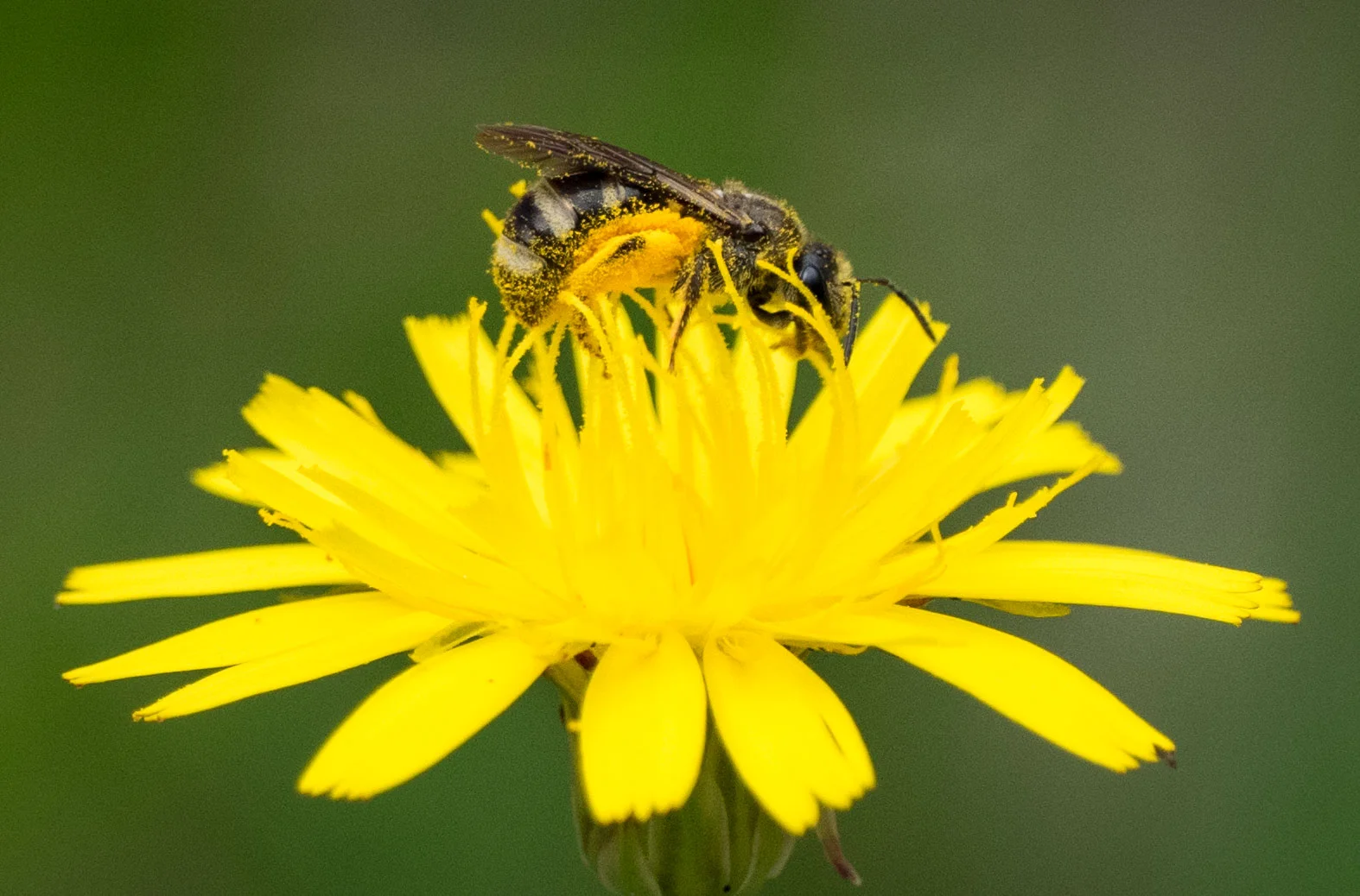 Bee 1 = small (p ossibly Lassioglossum sp. - Family: Halictidae)