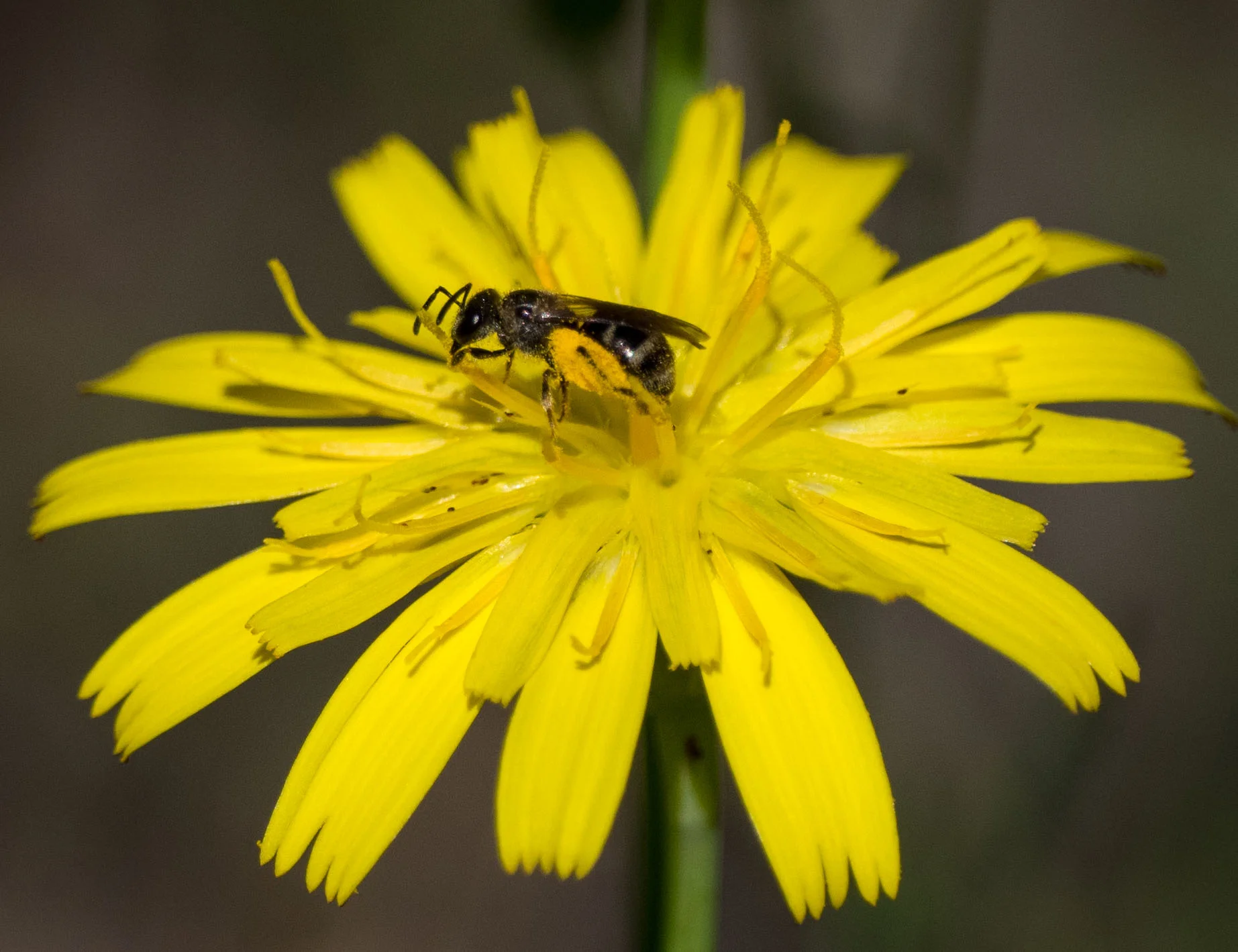 Bee 2 = smaller (possibly Lassioglossum sp. - Family: Halictidae)