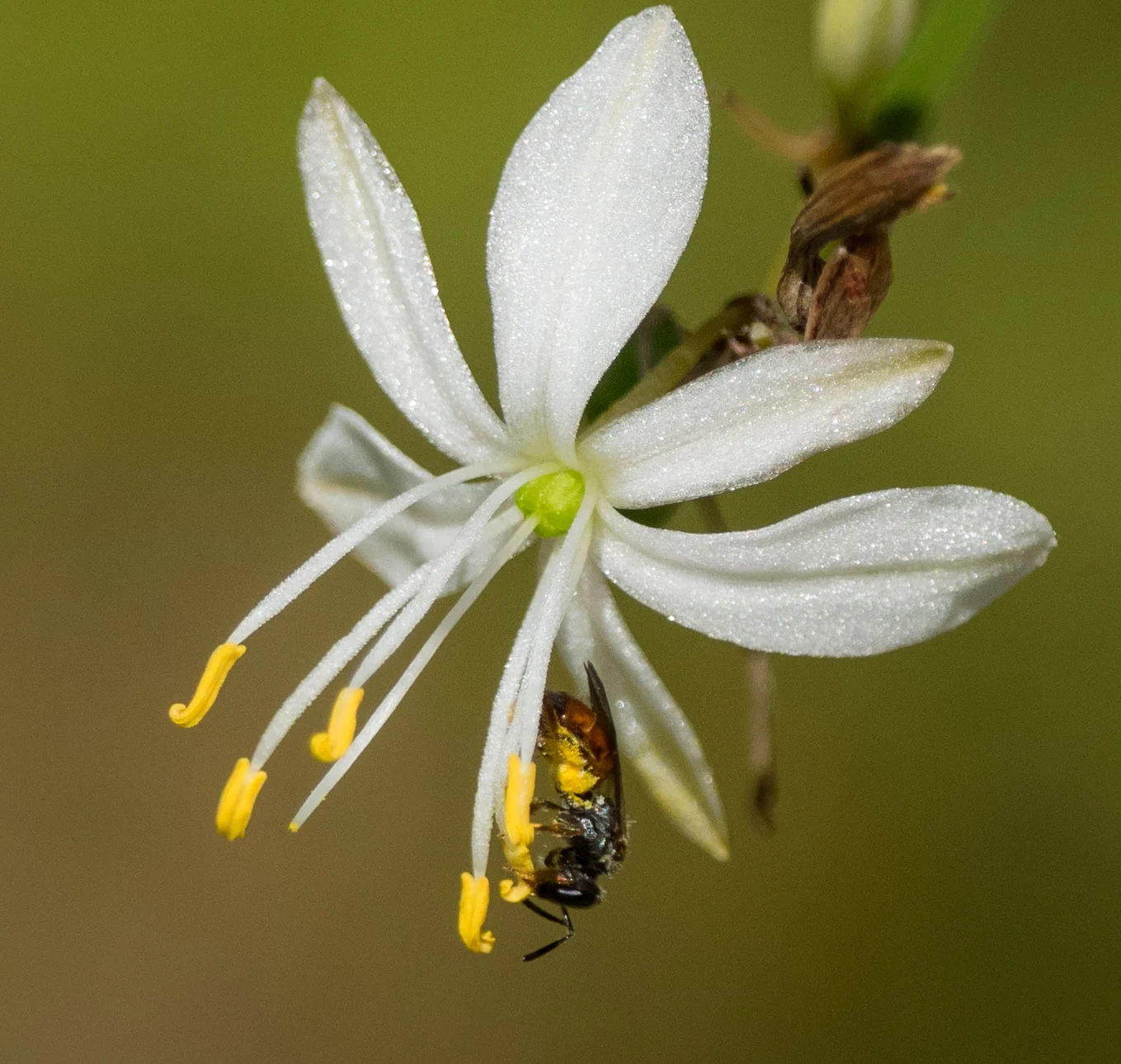 Bee 3 = smaller still (identity unclear at this stage)
