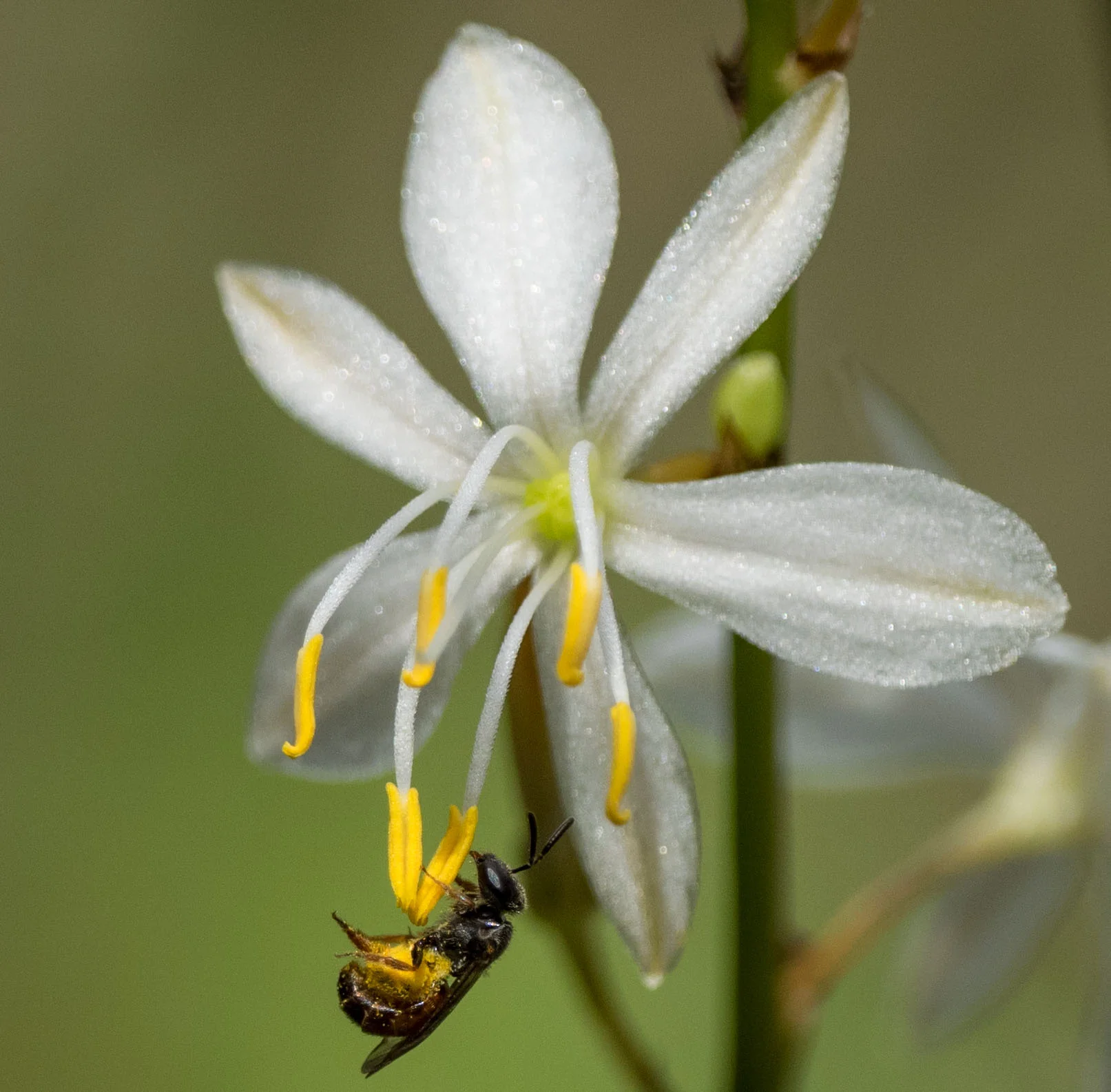 Bee 4 (also, Identity unclear at this stage)