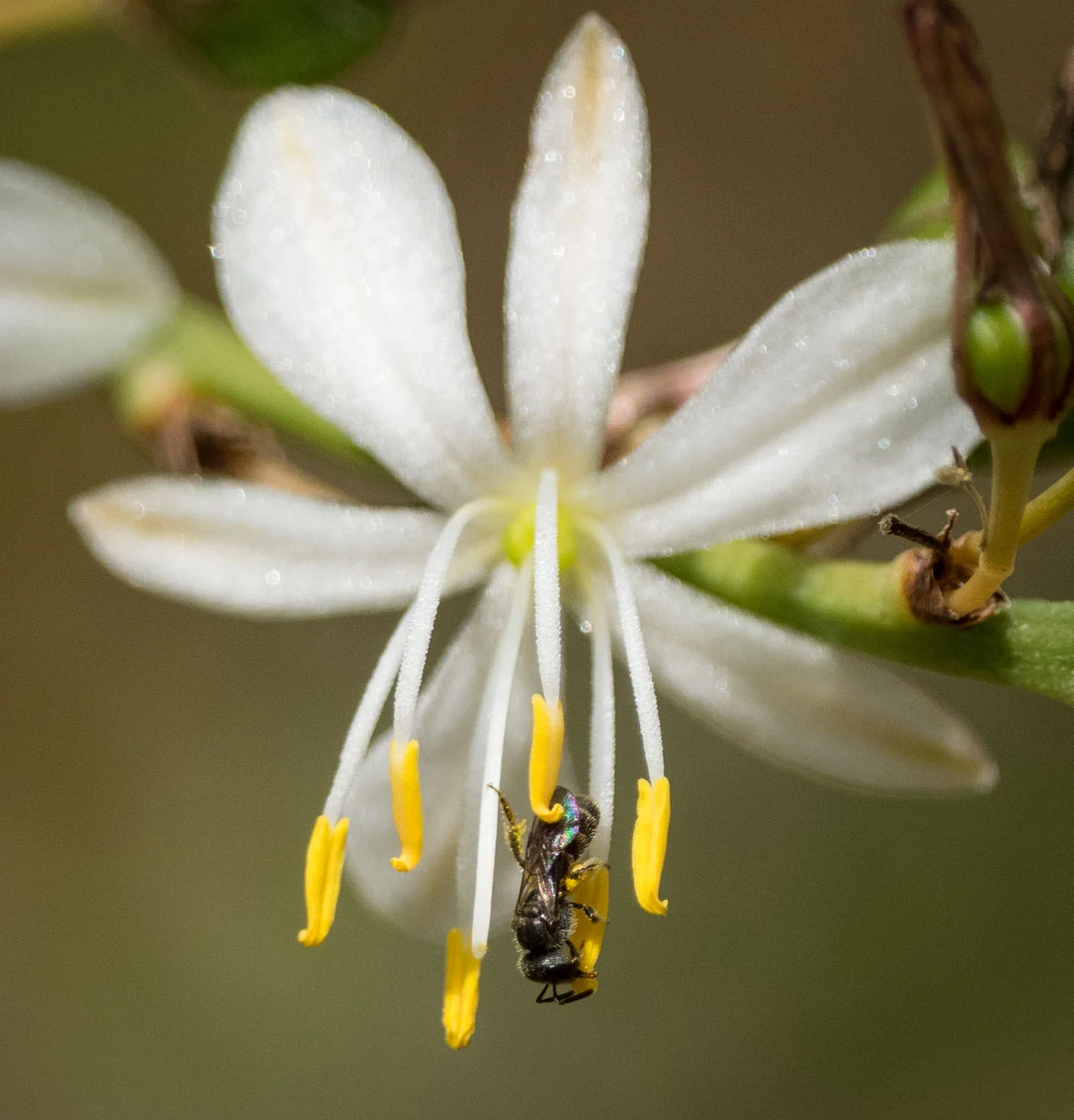 Bee 5 = finally, the smallest bee of all
