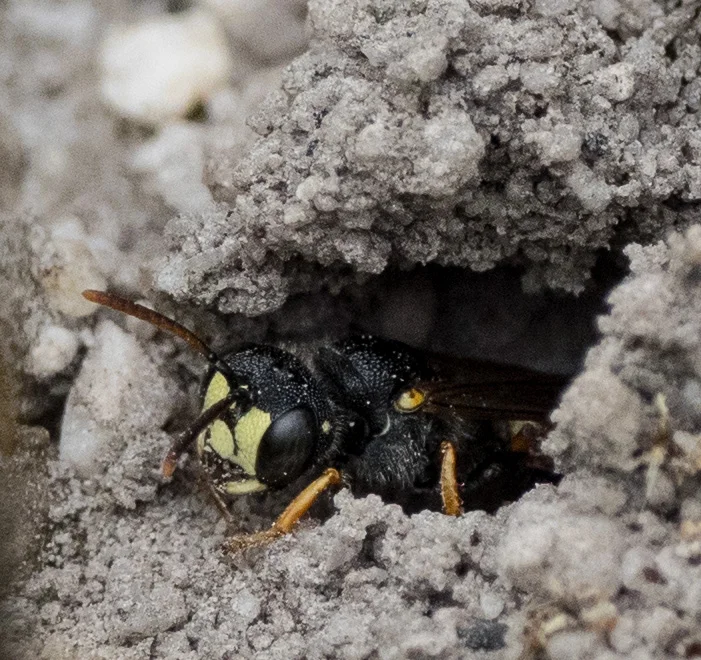 A digger wasp, cautiously emerging from her nesting burrow. Cerceris sp.