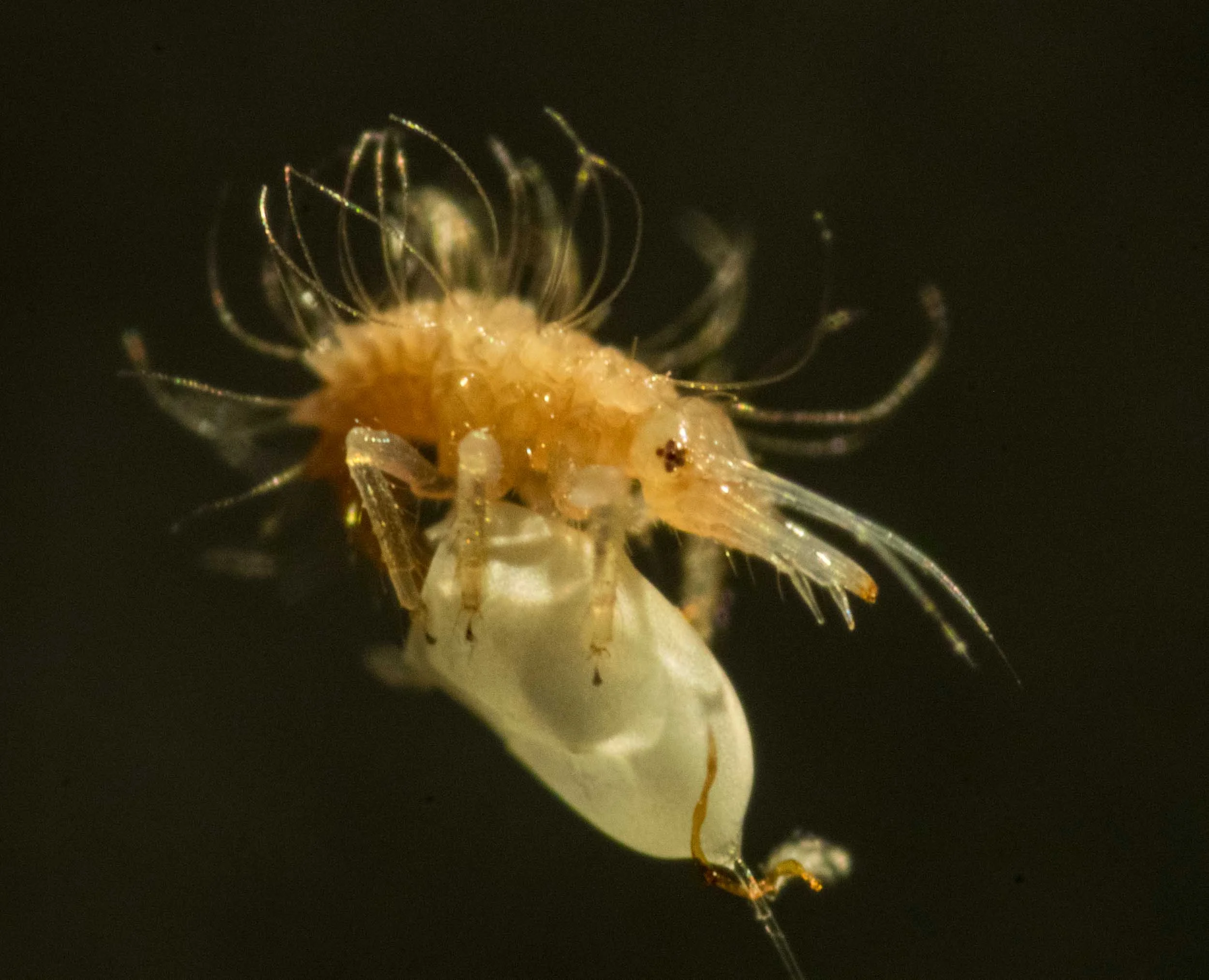 Lacewing larva