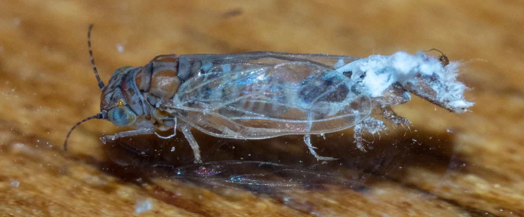 I haven't identified this guy yet, but I am confident it belongs to the subfamily Spondyliaspidinae. The shell from its last moult is still attached to its rear end. Update 19/2/18 This is Phellopsylla sp. Its nymphs actually live on the stems of Eucalyptus globoidea, not on the leaves.