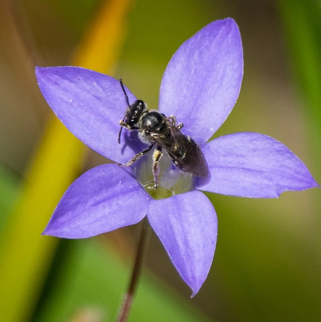 More bees