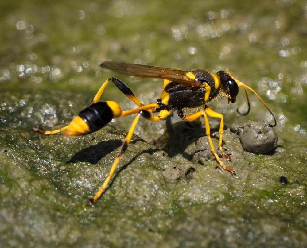 Mud-dauber wasp