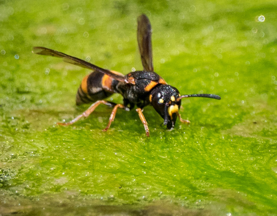 A second Potter wasp