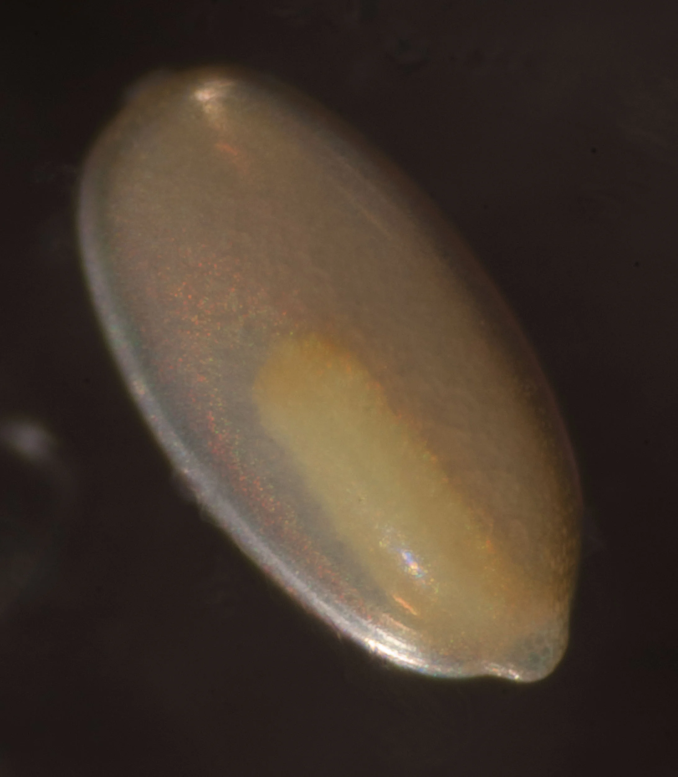 Same embryo viewed from the other side. The rear end of the embryo curls around the bottom of the egg and continues on this side.