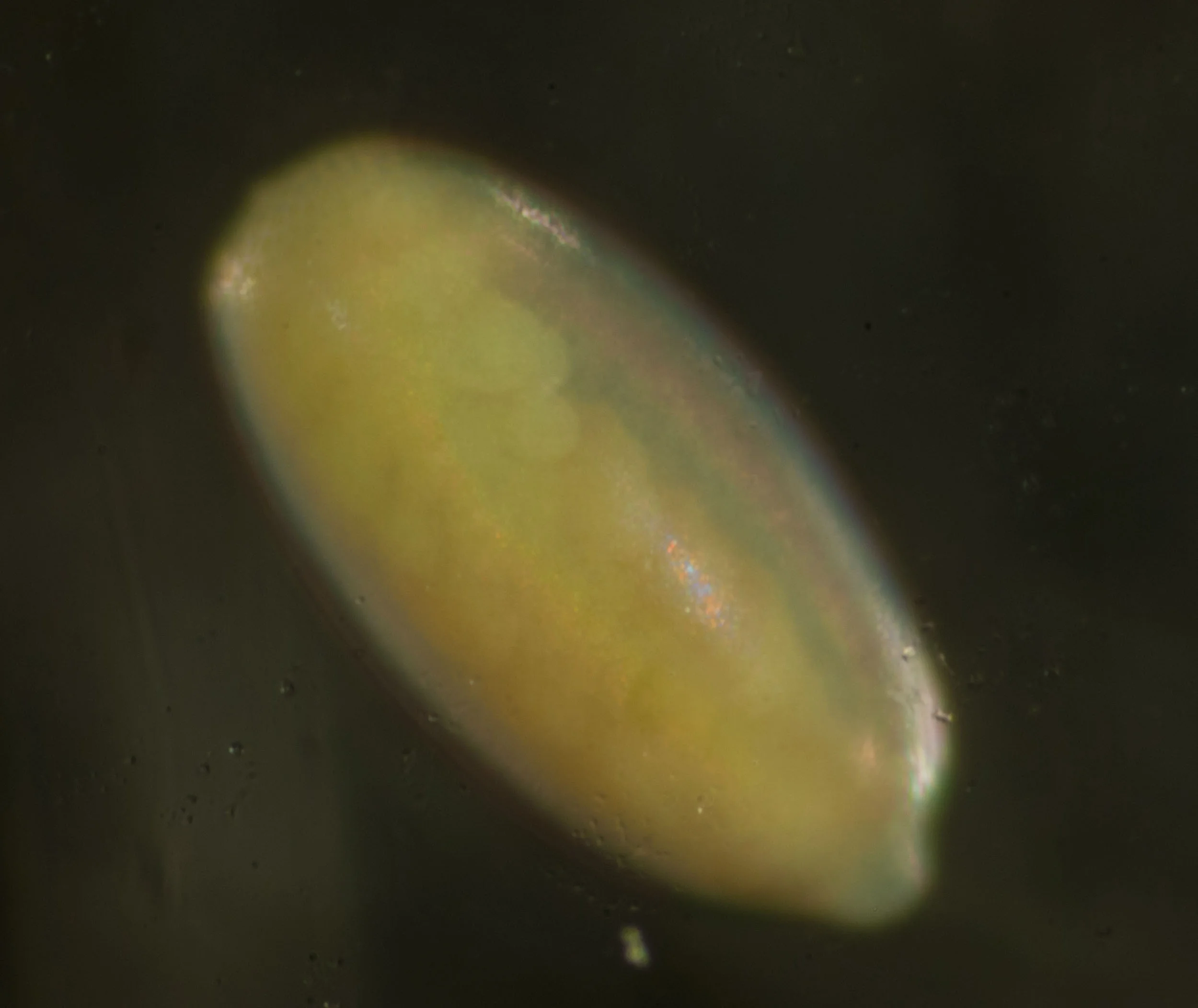 View from the ventral (belly) side. Head is up. The paired roundish blobs at the top end are the rudiments of the antennae and mouthparts. The egg is 1mm long.